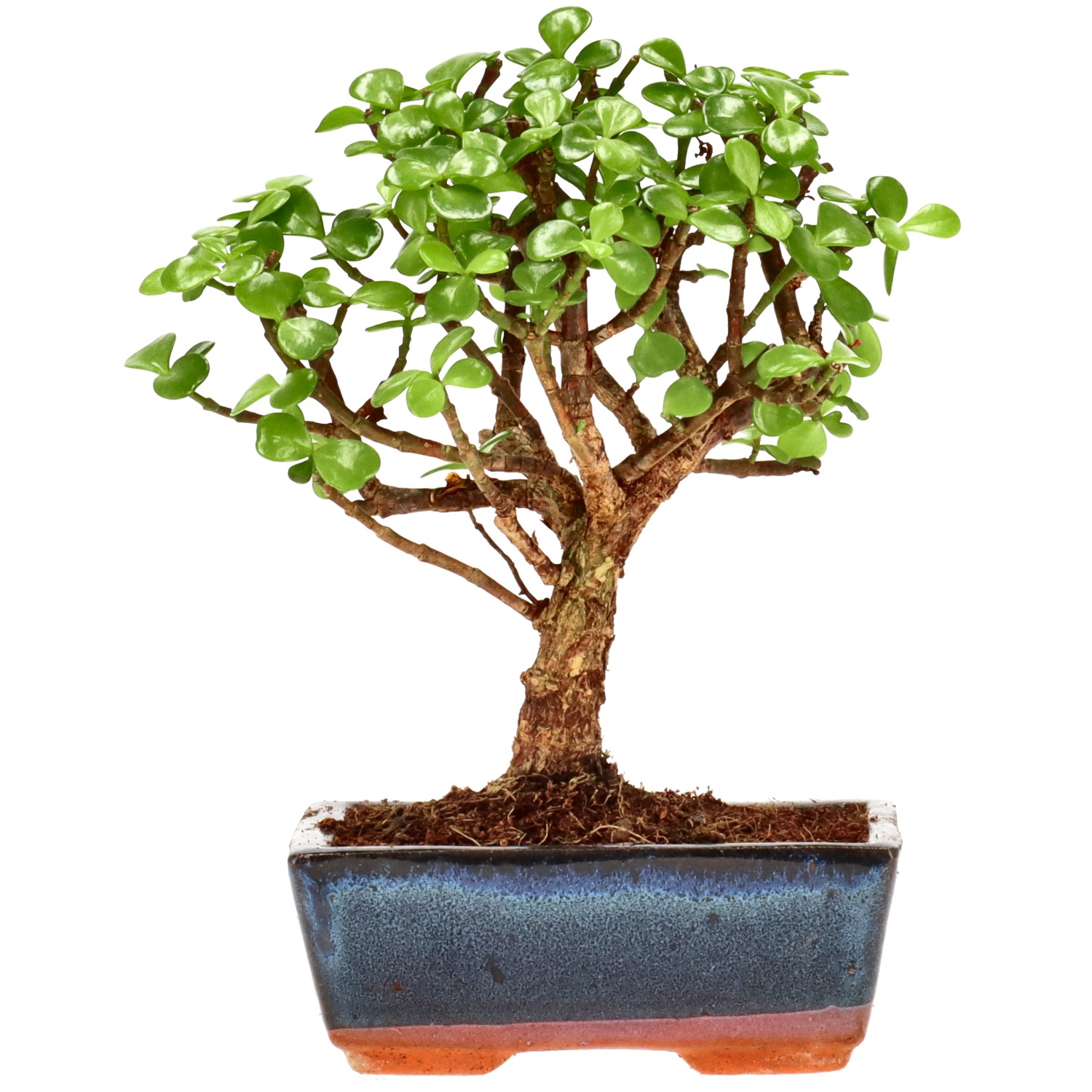 Jadebaum, ca. 7 J. (19 cm)