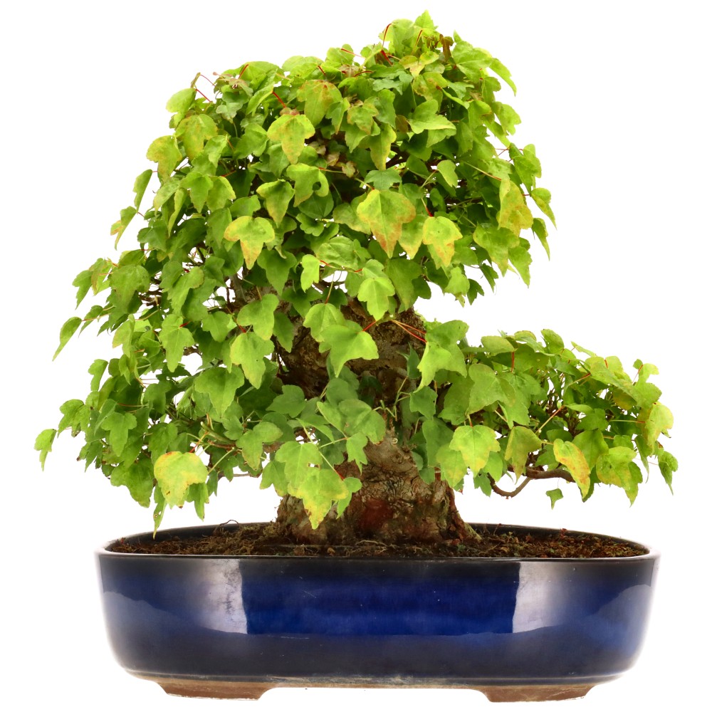 Dreispitzahorn, ca. 30 J. (28 cm) Dreispitzahorn, ca. 30 J. (28 cm)