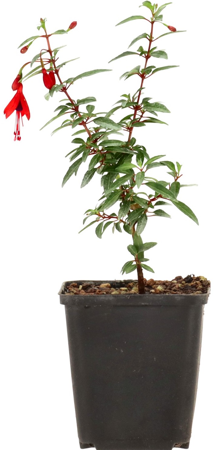 Fuchsia 'David' , aprox. 1 año (15-25 cm)