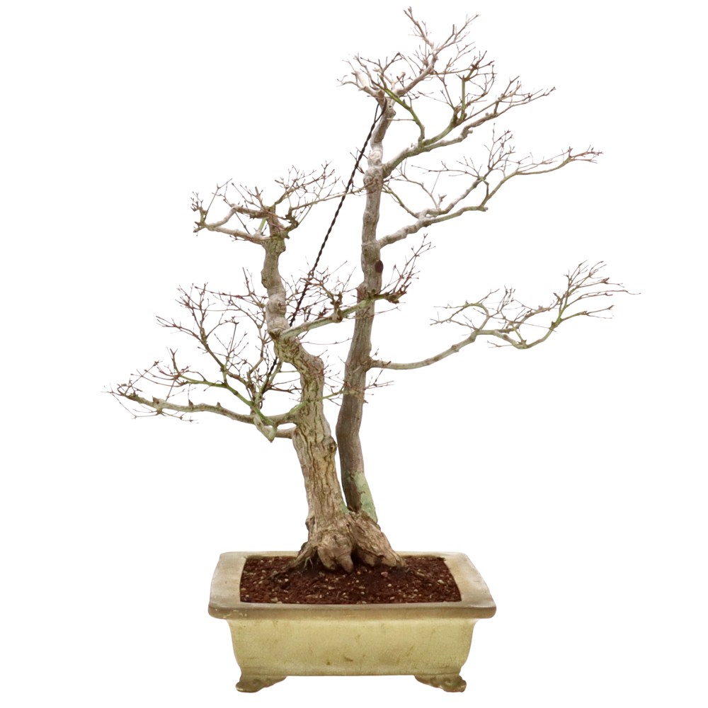bonsai.fallbackImageTitle bonsai.fallbackImageTitle
