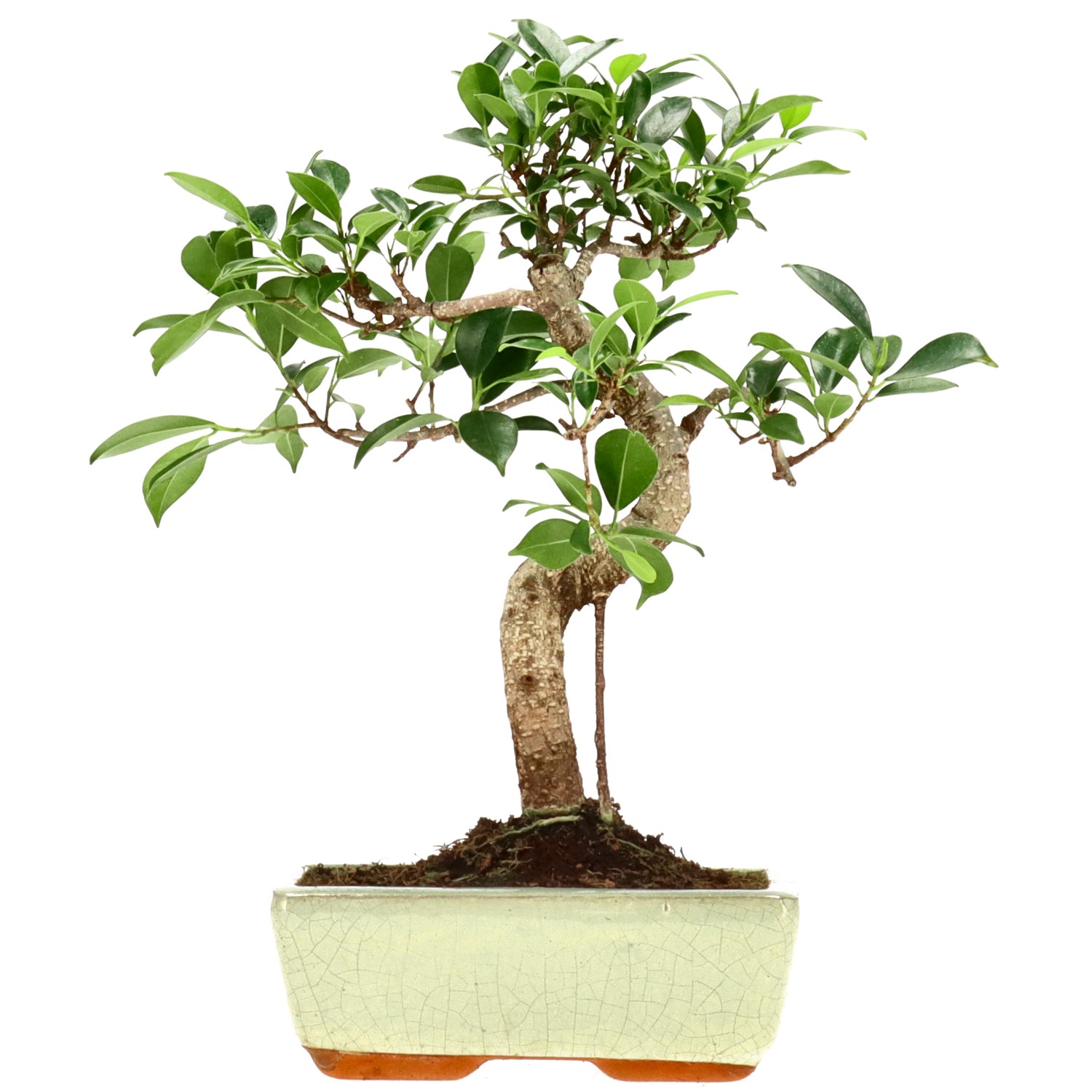 Vijgenboom, ca. 9 j. (30 cm)