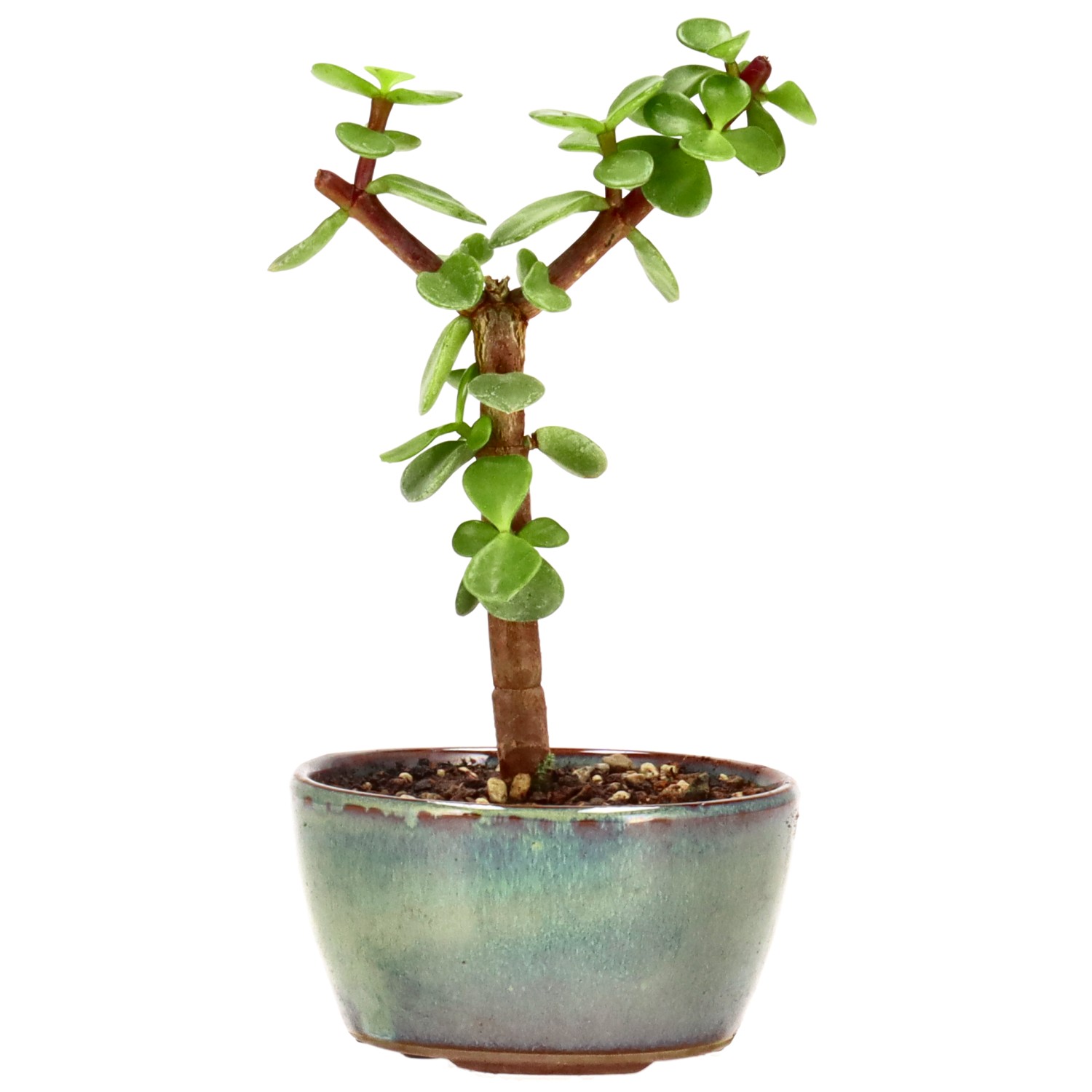 Elephant bush, approx. 2 y. (14 cm)