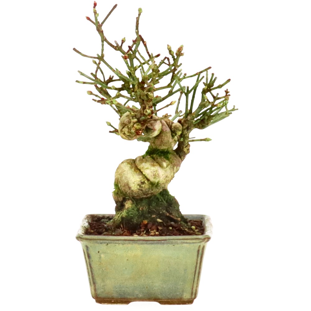 bonsai.fallbackImageTitle bonsai.fallbackImageTitle