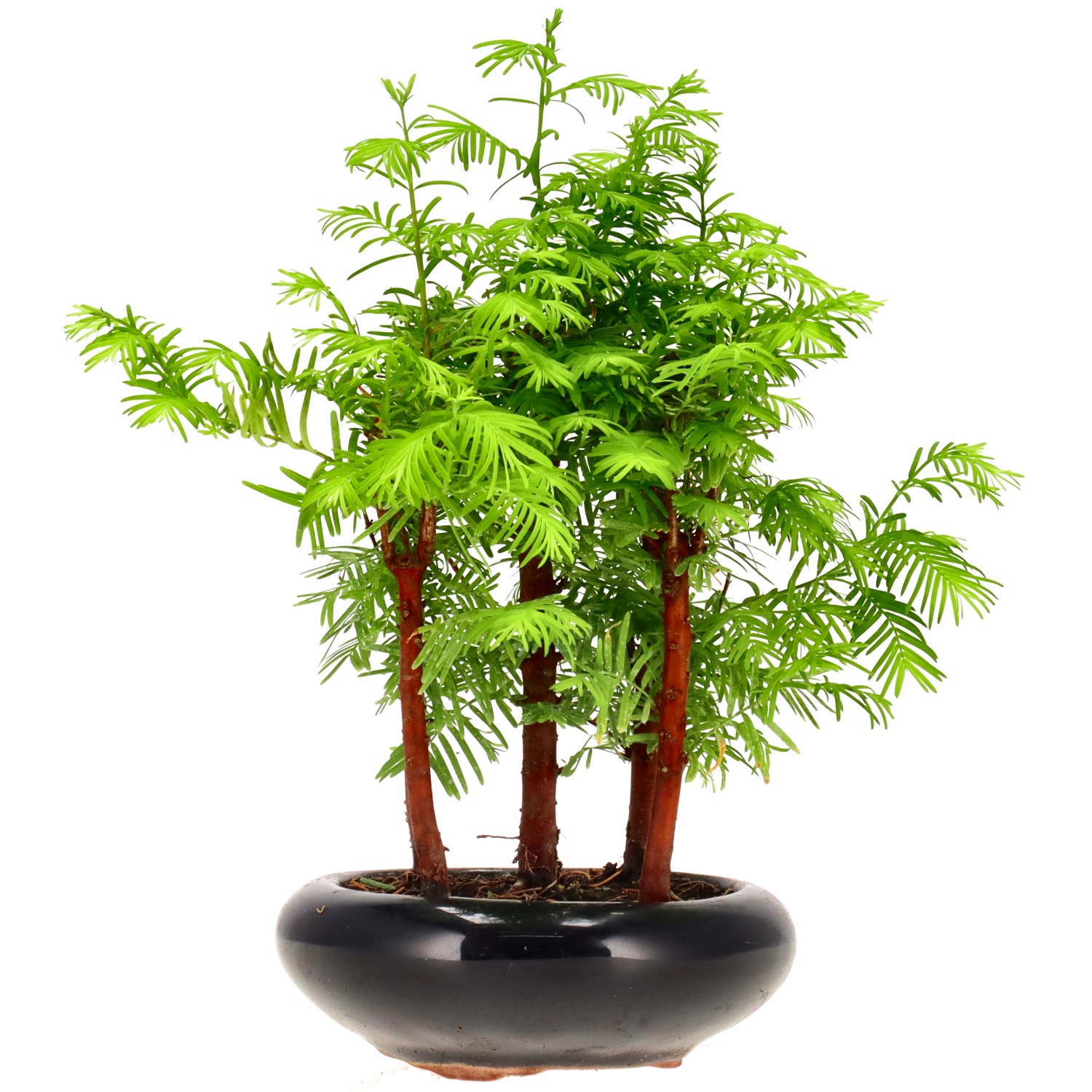 Metasequoia glyptostroboides, ca. 6 anni (23 cm)