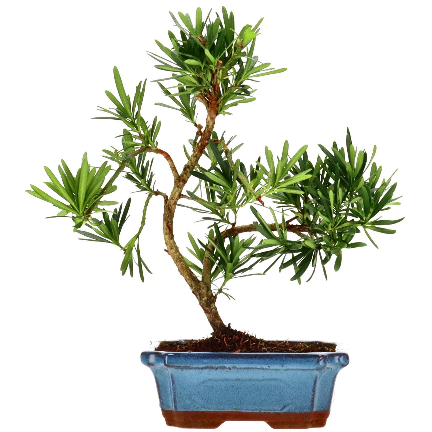 Chin. Steineibe, ca. 9 J. (29 cm)