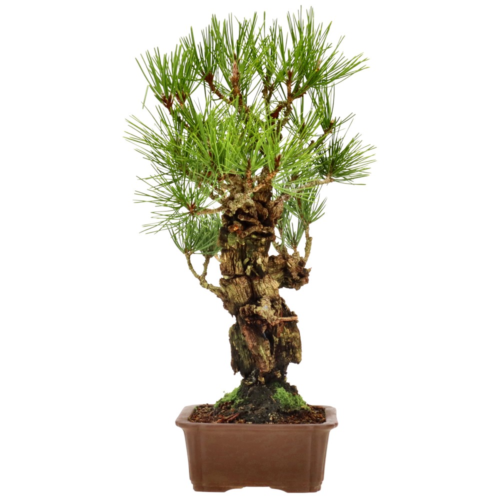 bonsai.fallbackImageTitle