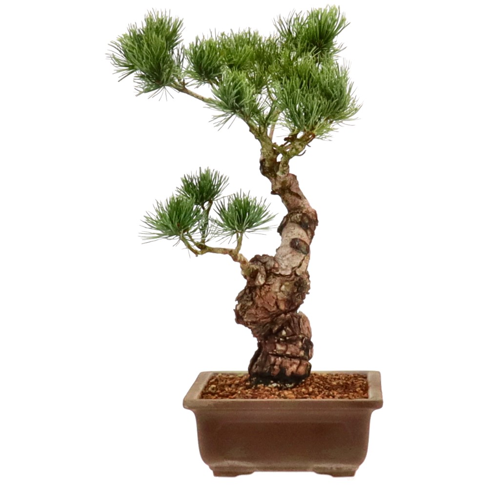 bonsai.fallbackImageTitle bonsai.fallbackImageTitle