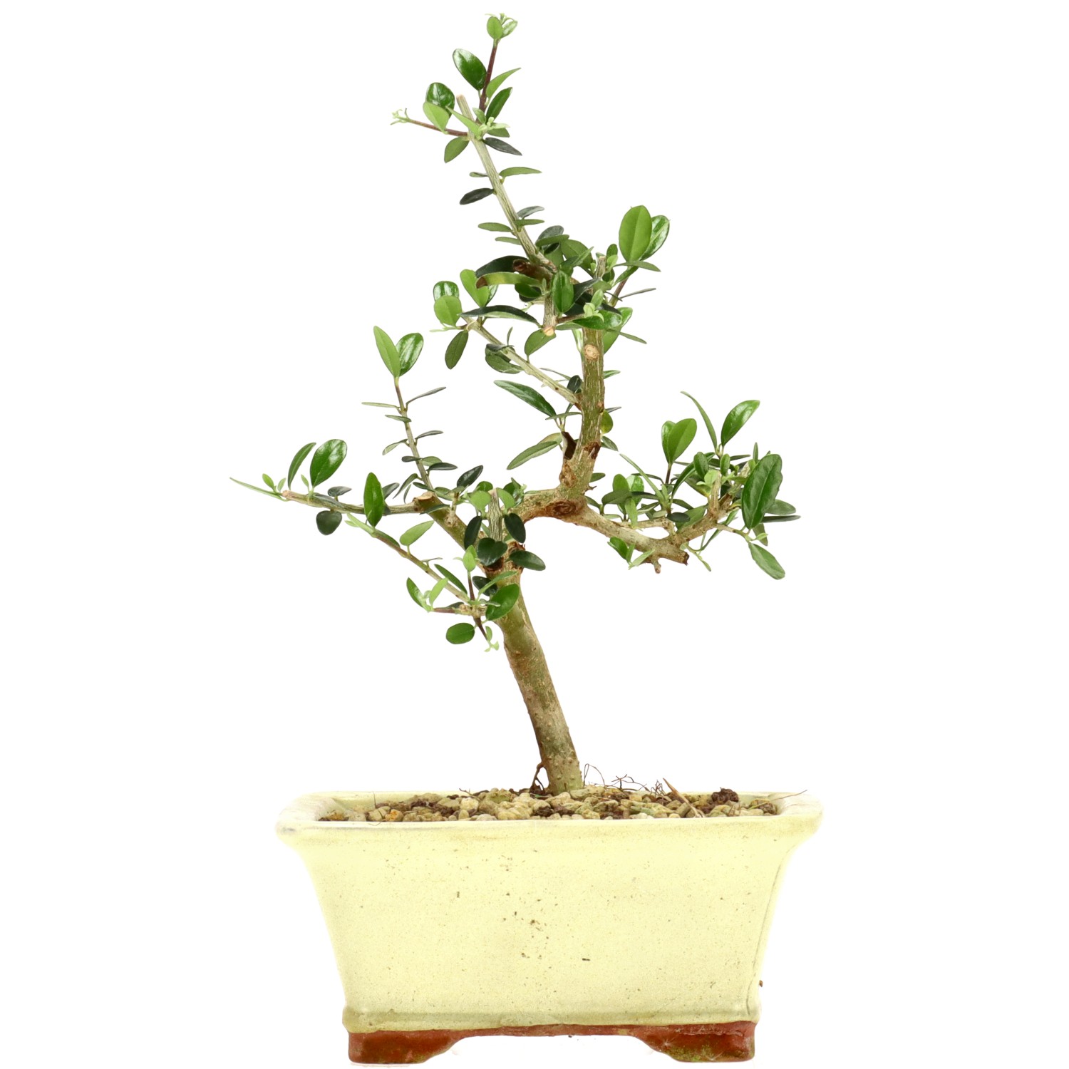 Wildolive, ca. 5 J. (23 cm)