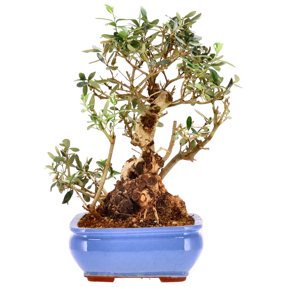 bonsai.fallbackImageTitle