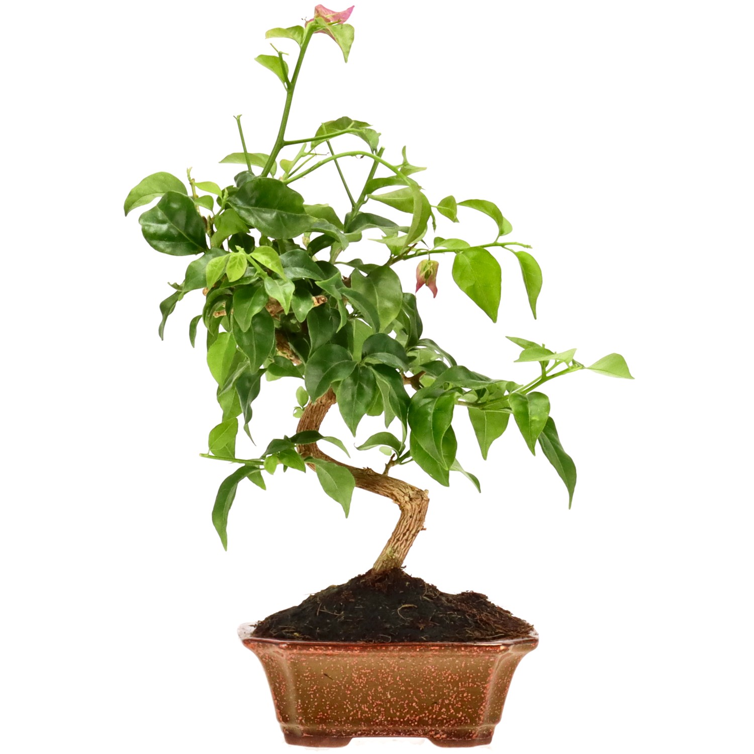 Bougainvillier, env. 8 ans (30 cm)