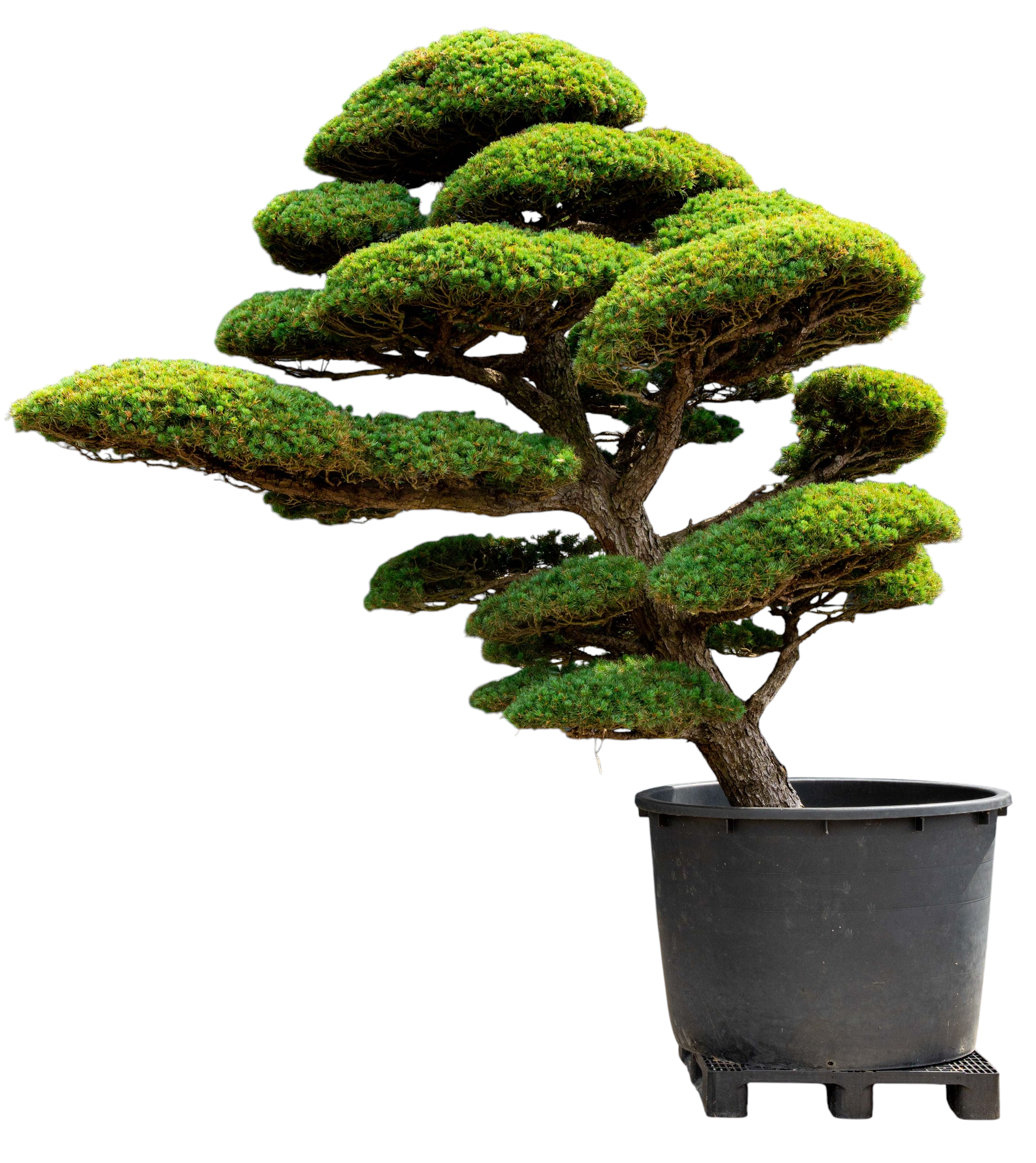 bonsai.fallbackImageTitle