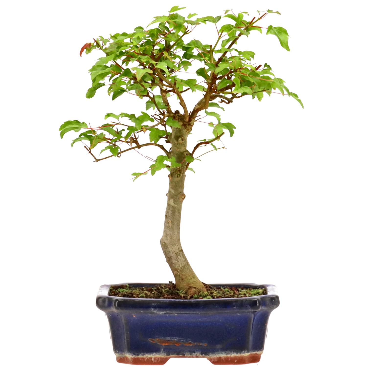 Érable trident, env. 9 ans (28 cm)