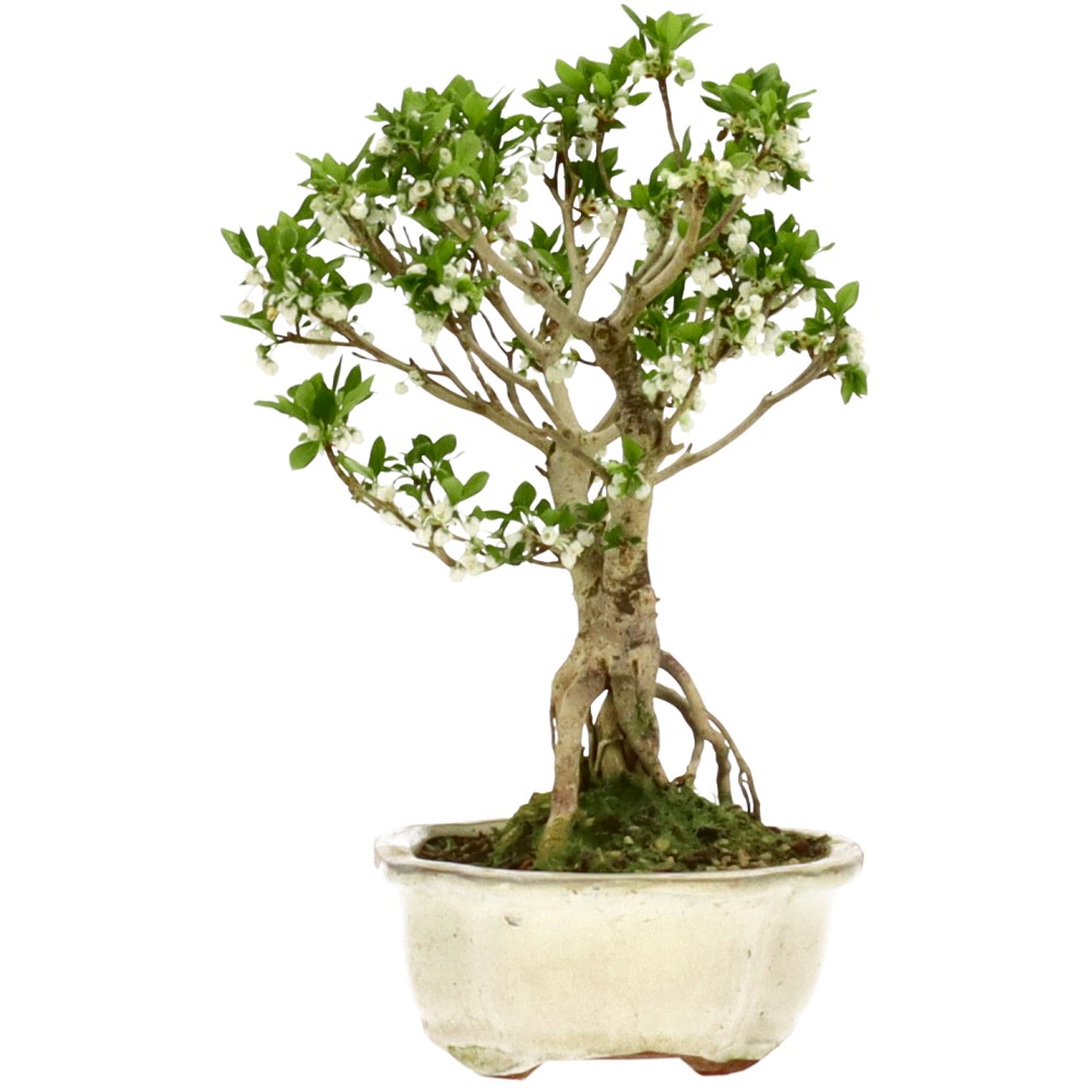 bonsai.fallbackImageTitle bonsai.fallbackImageTitle