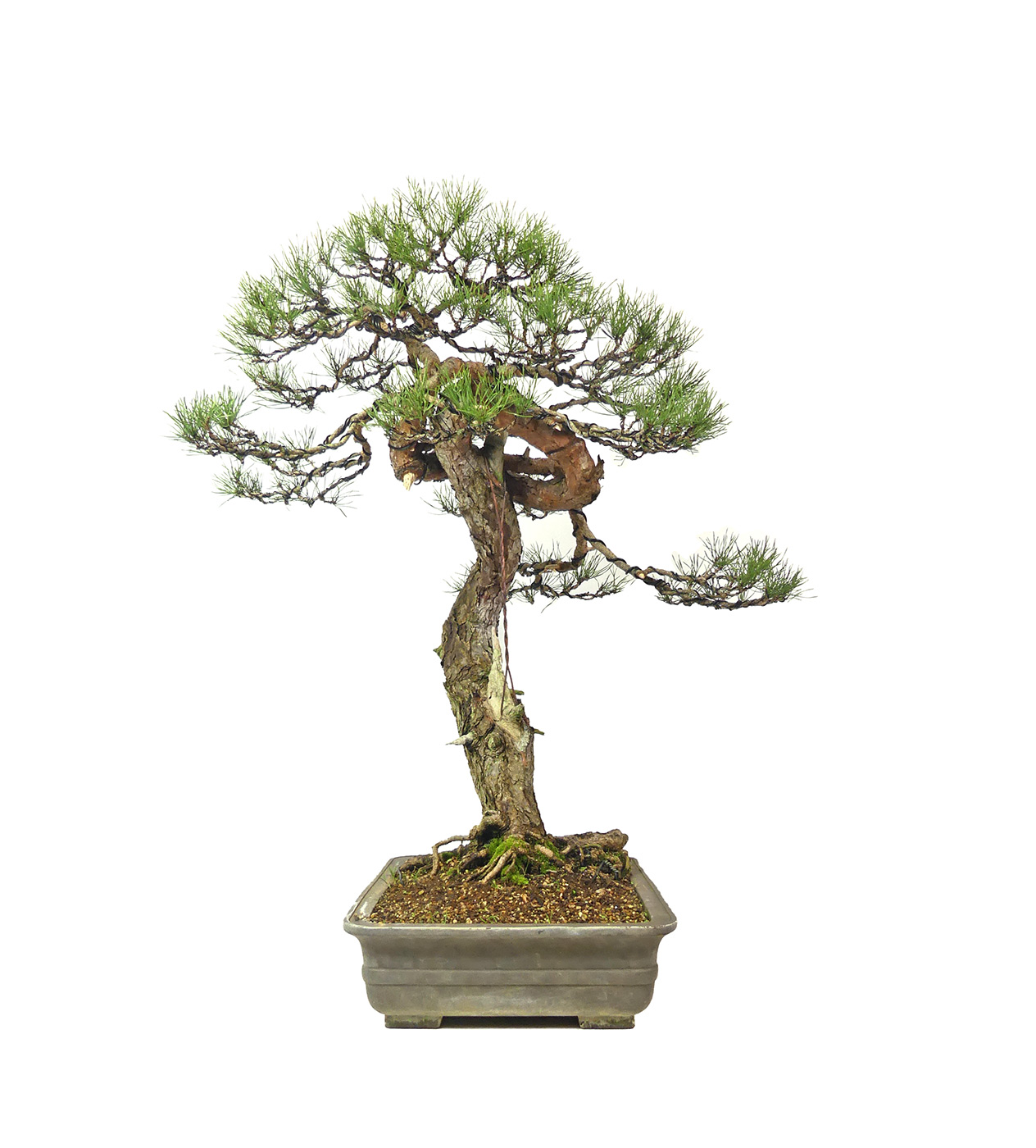 bonsai.fallbackImageTitle bonsai.fallbackImageTitle