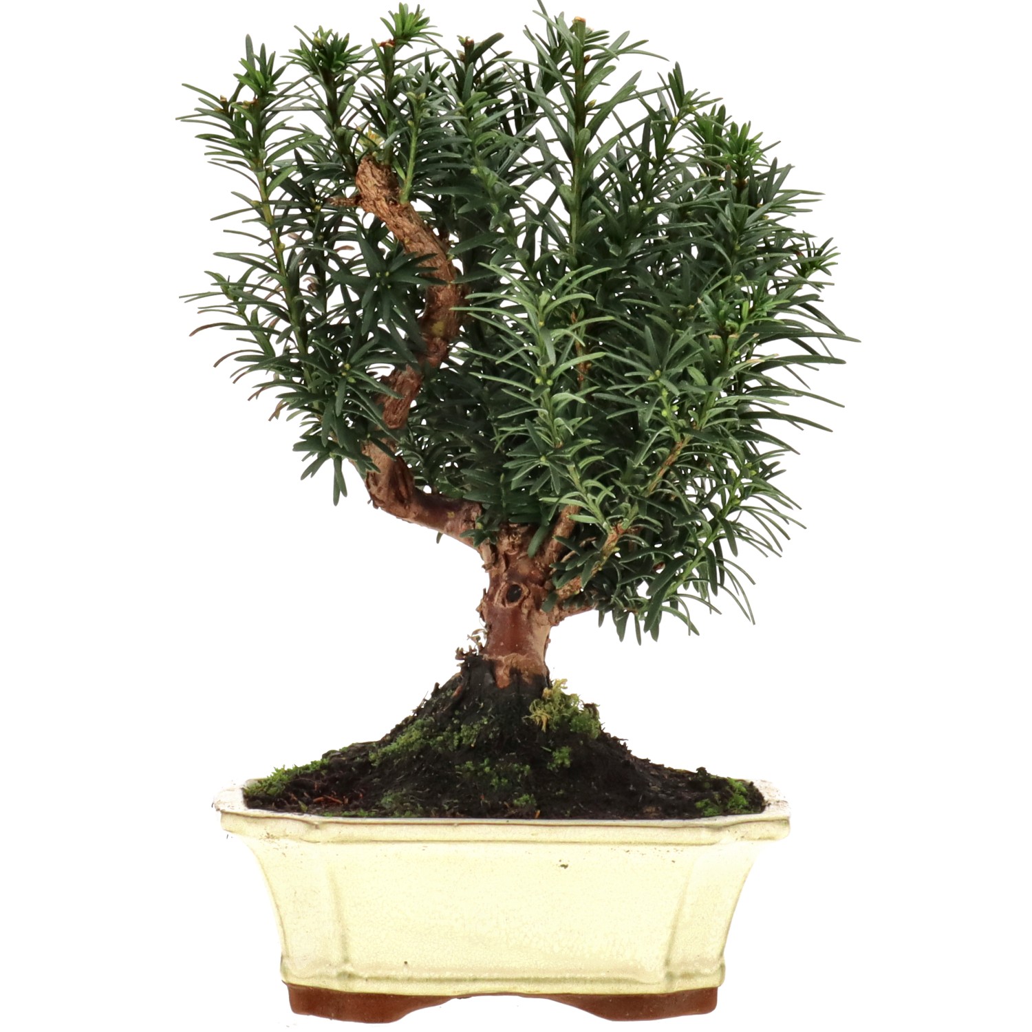 Bechereibe, ca. 10 J. (25 cm)