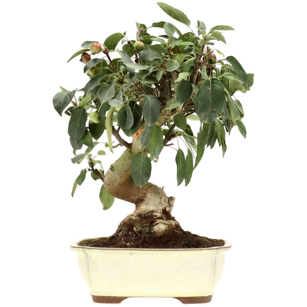 Zierapfel, ca. 17 J. (33 cm)