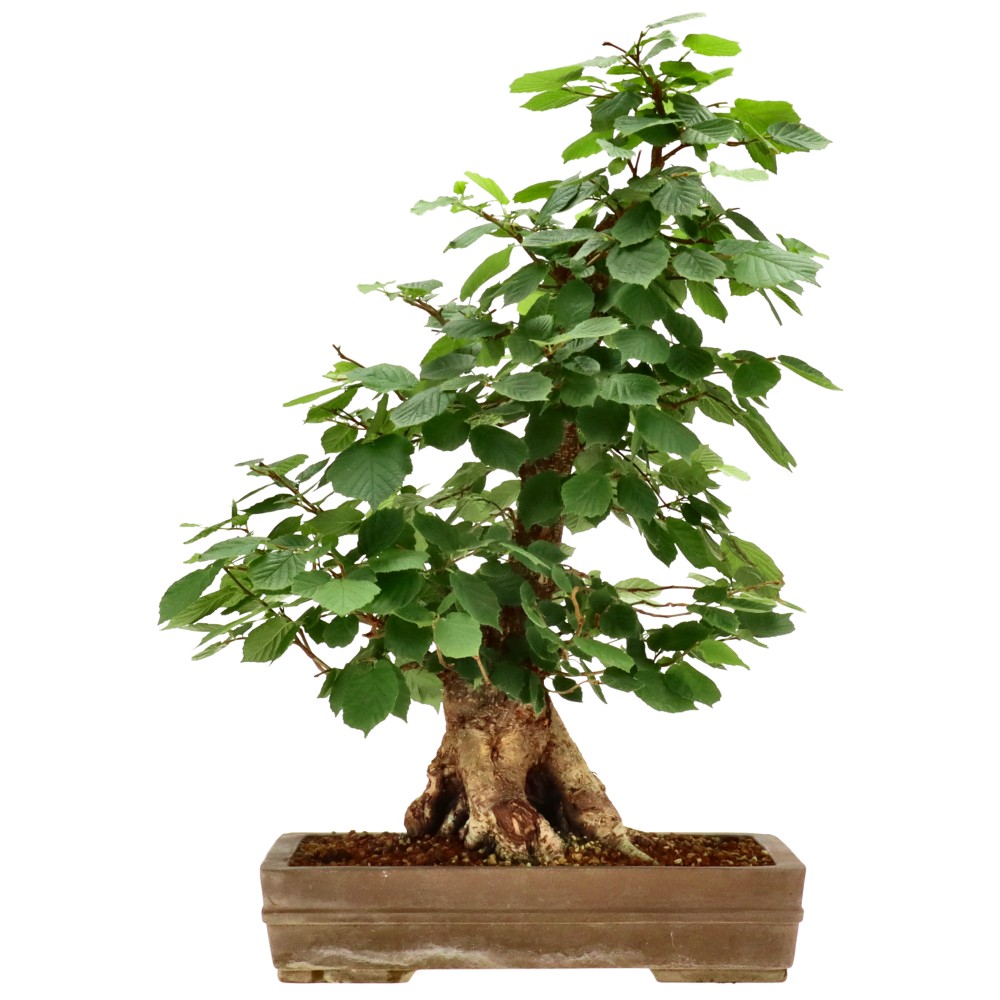 bonsai.fallbackImageTitle