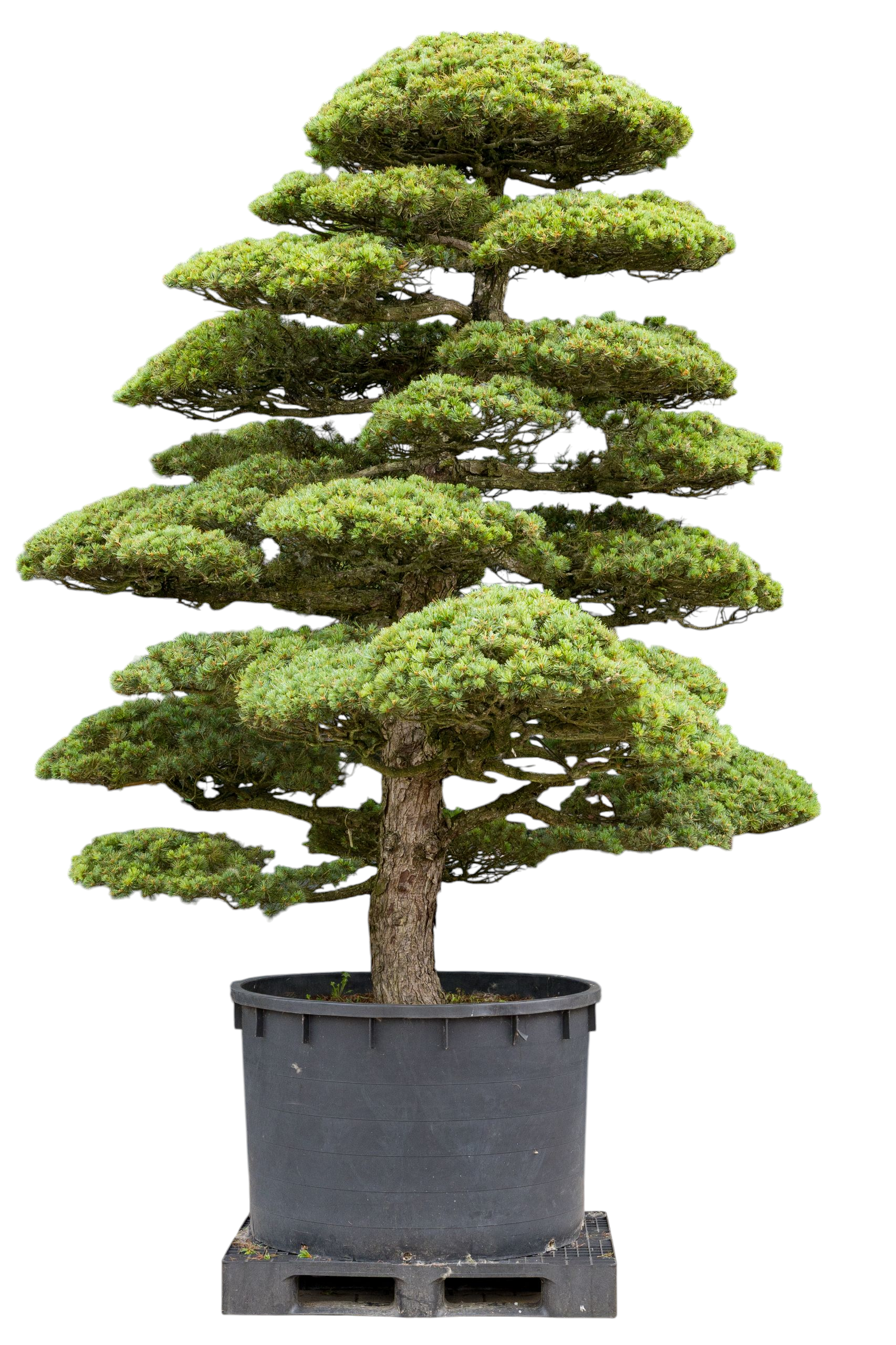 bonsai.fallbackImageTitle