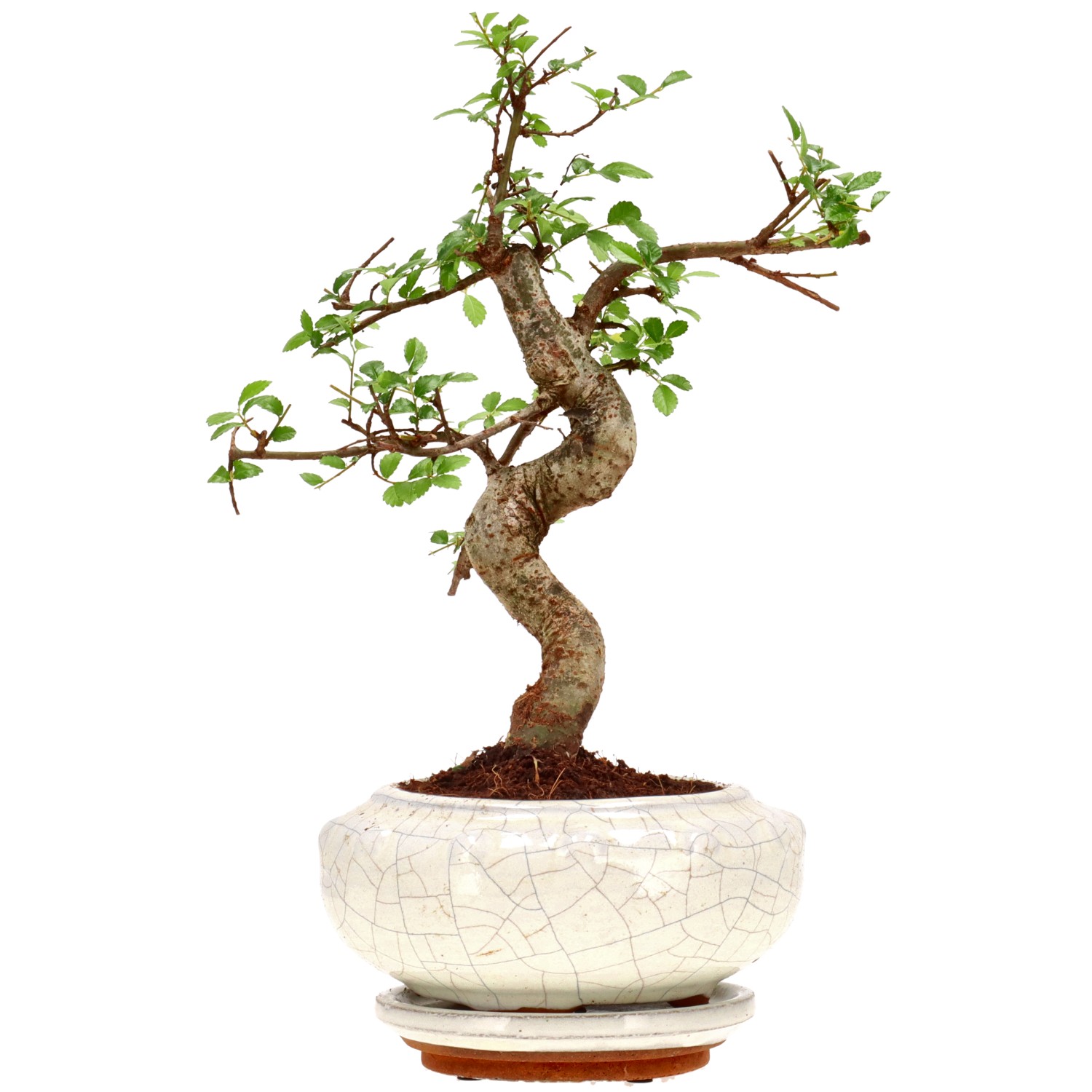 Chinese elm, approx. 9 y. (24 cm)