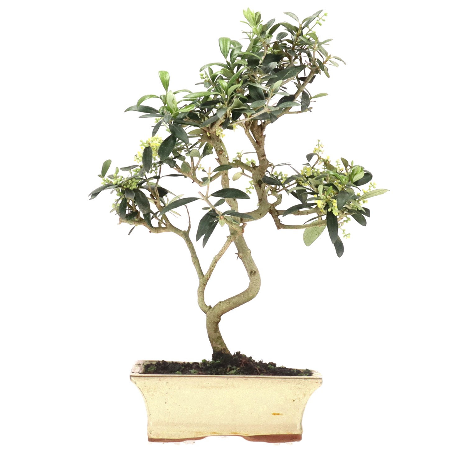 Olive, ca. 10 J. (38 cm)
