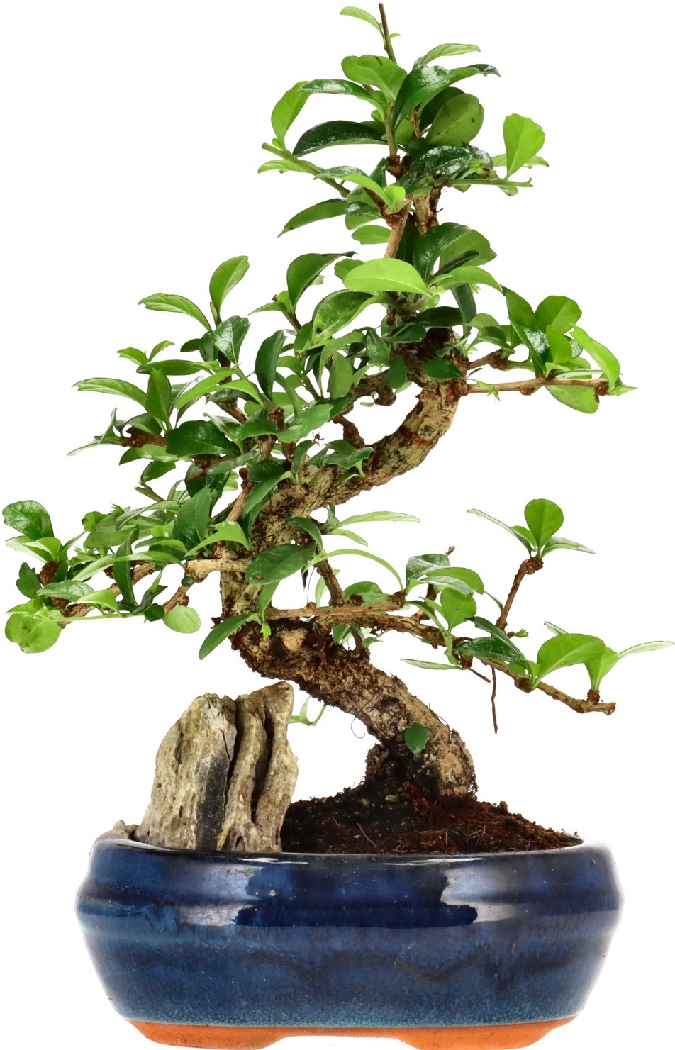 [Z014] Fukien Tea, approx. 10 years