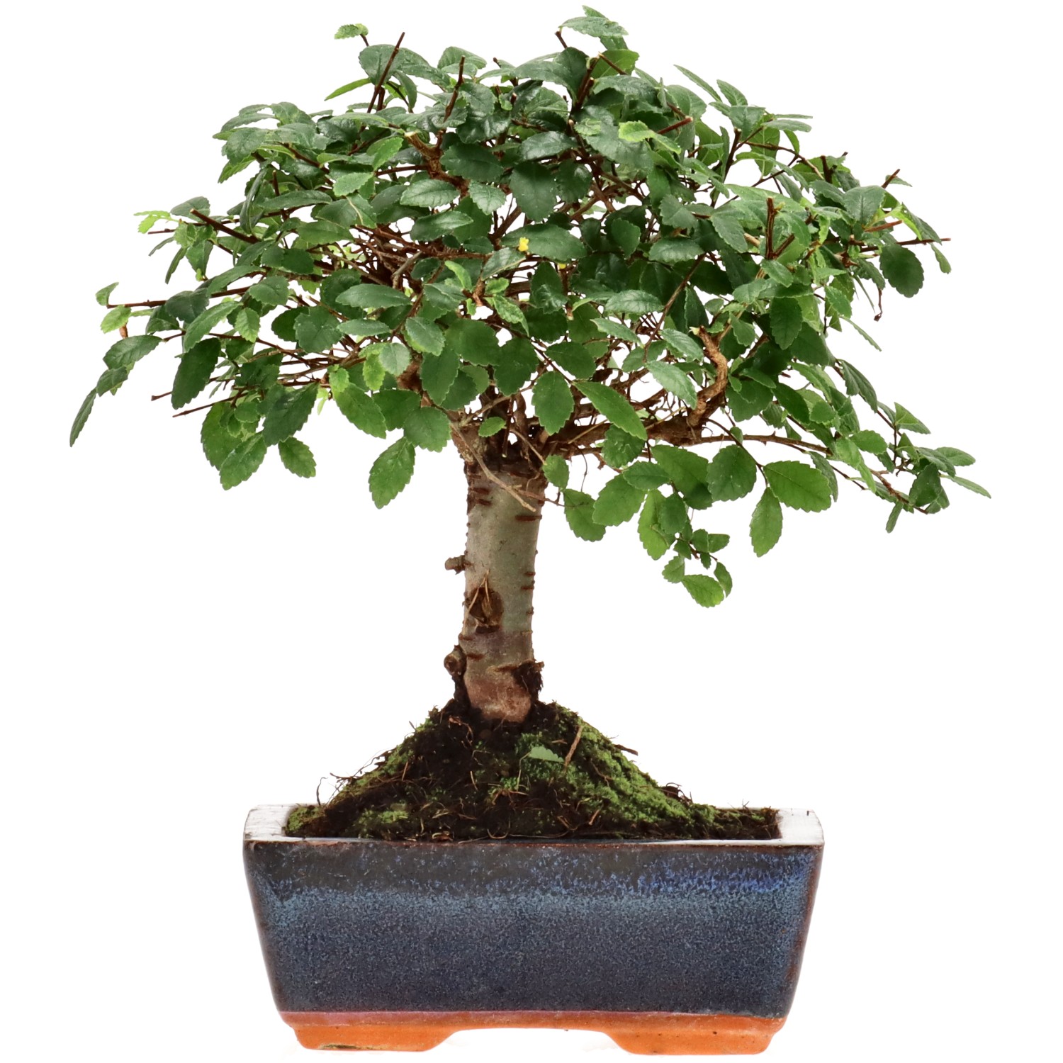 Orme de Chine, env. 7 ans (21 cm)
