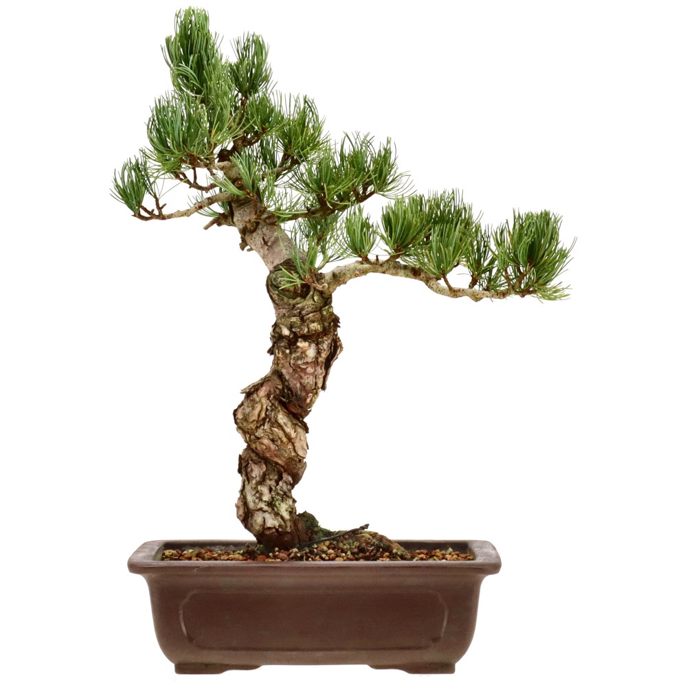 Mädchenkiefer, ca. 17 J. (38 cm)