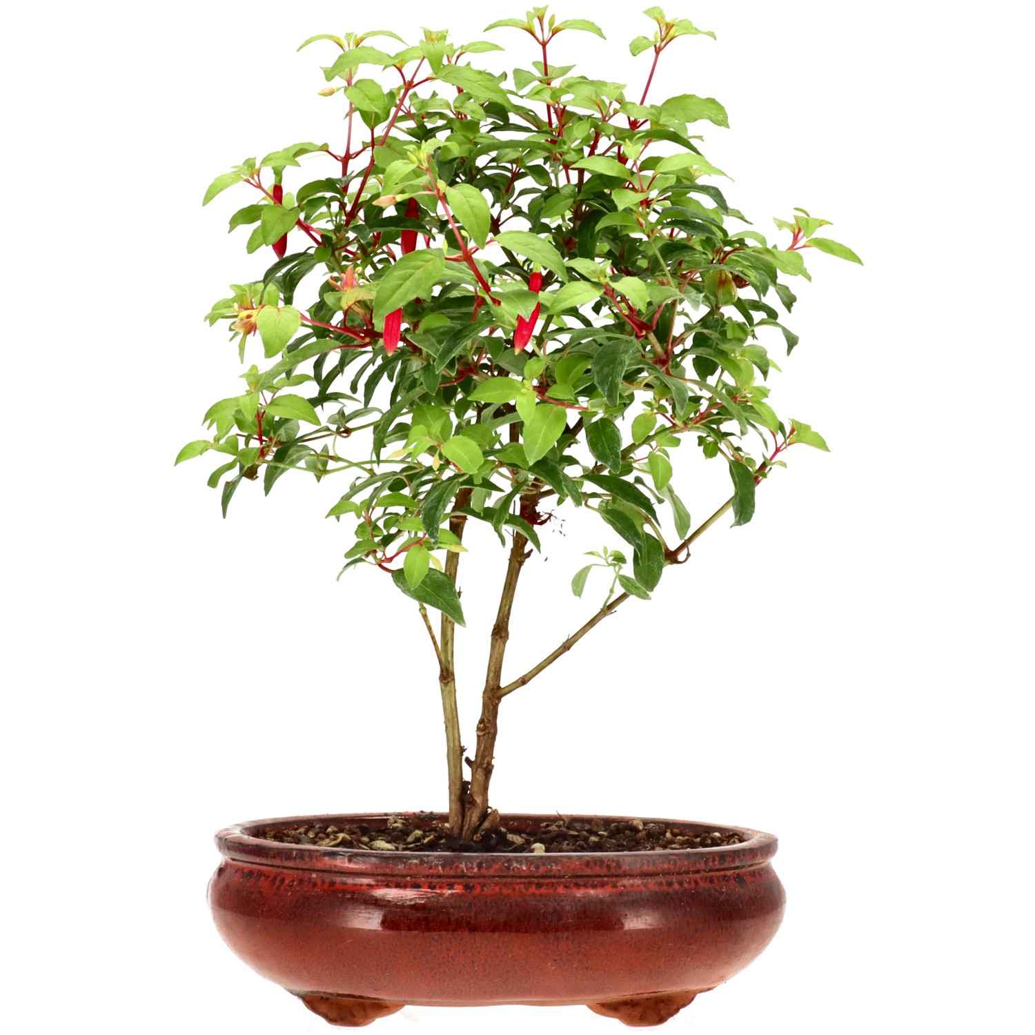 Fuchsie 'Genii', ca. 4 J. (28 cm)