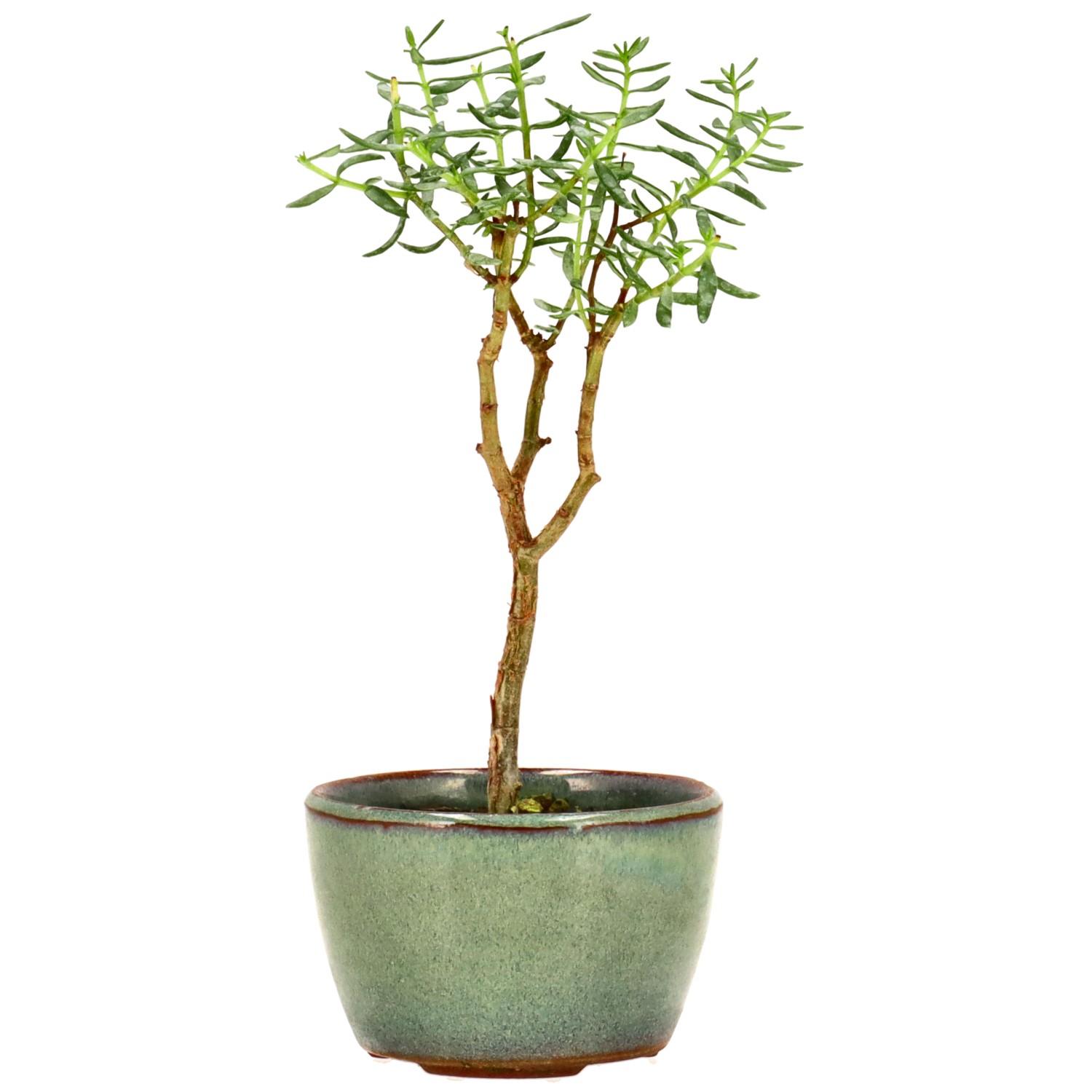Albero di giada, ca. 2 anni (14 cm)