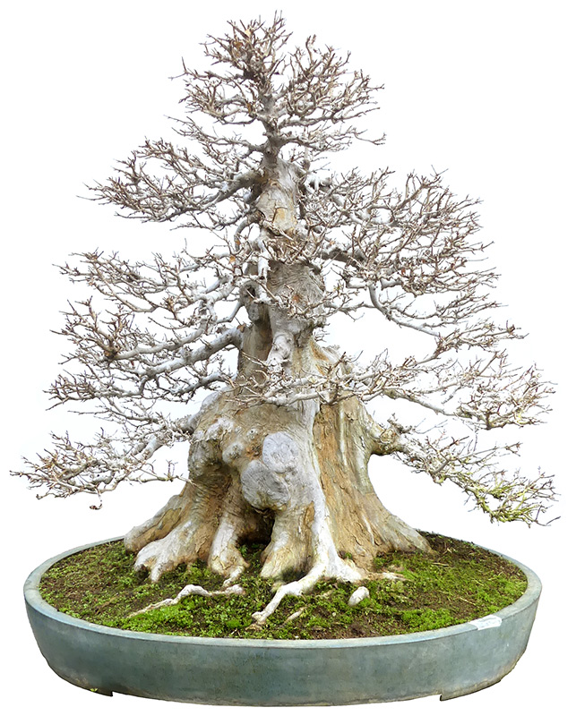 Dreispitzahorn, ca. 80 J. (95 cm) Dreispitzahorn, ca. 80 J. (95 cm)