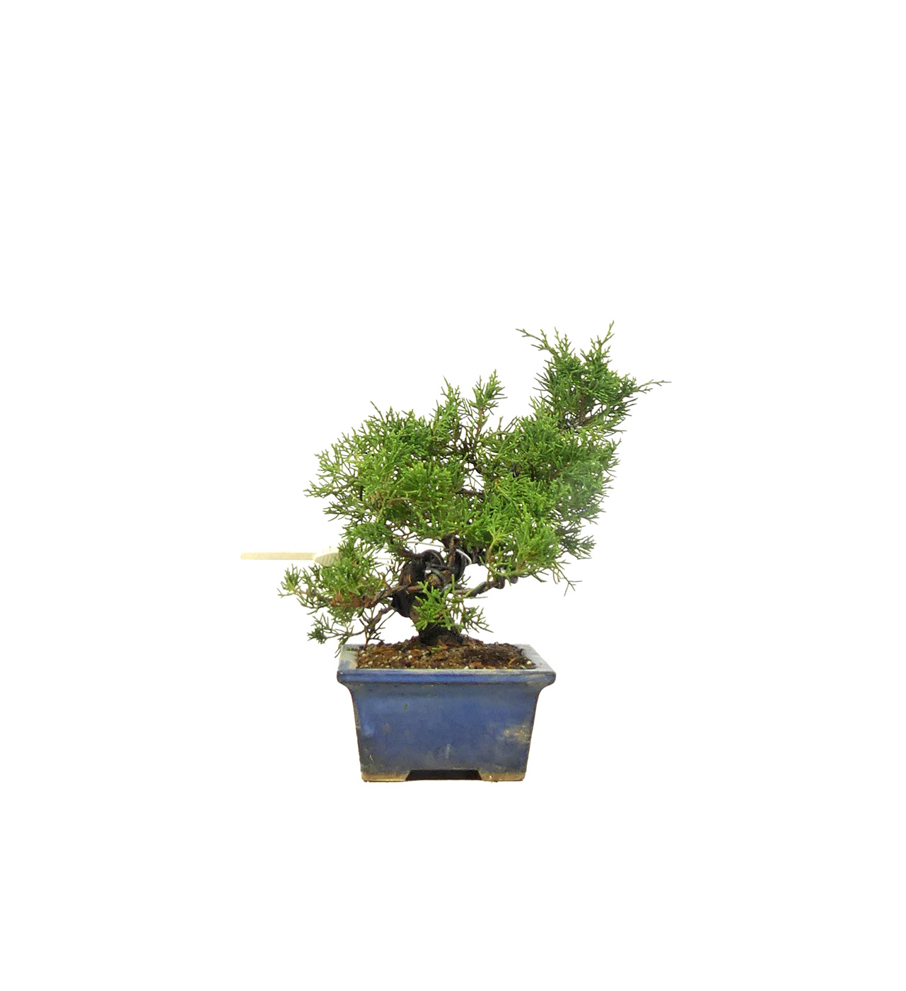 bonsai.fallbackImageTitle bonsai.fallbackImageTitle