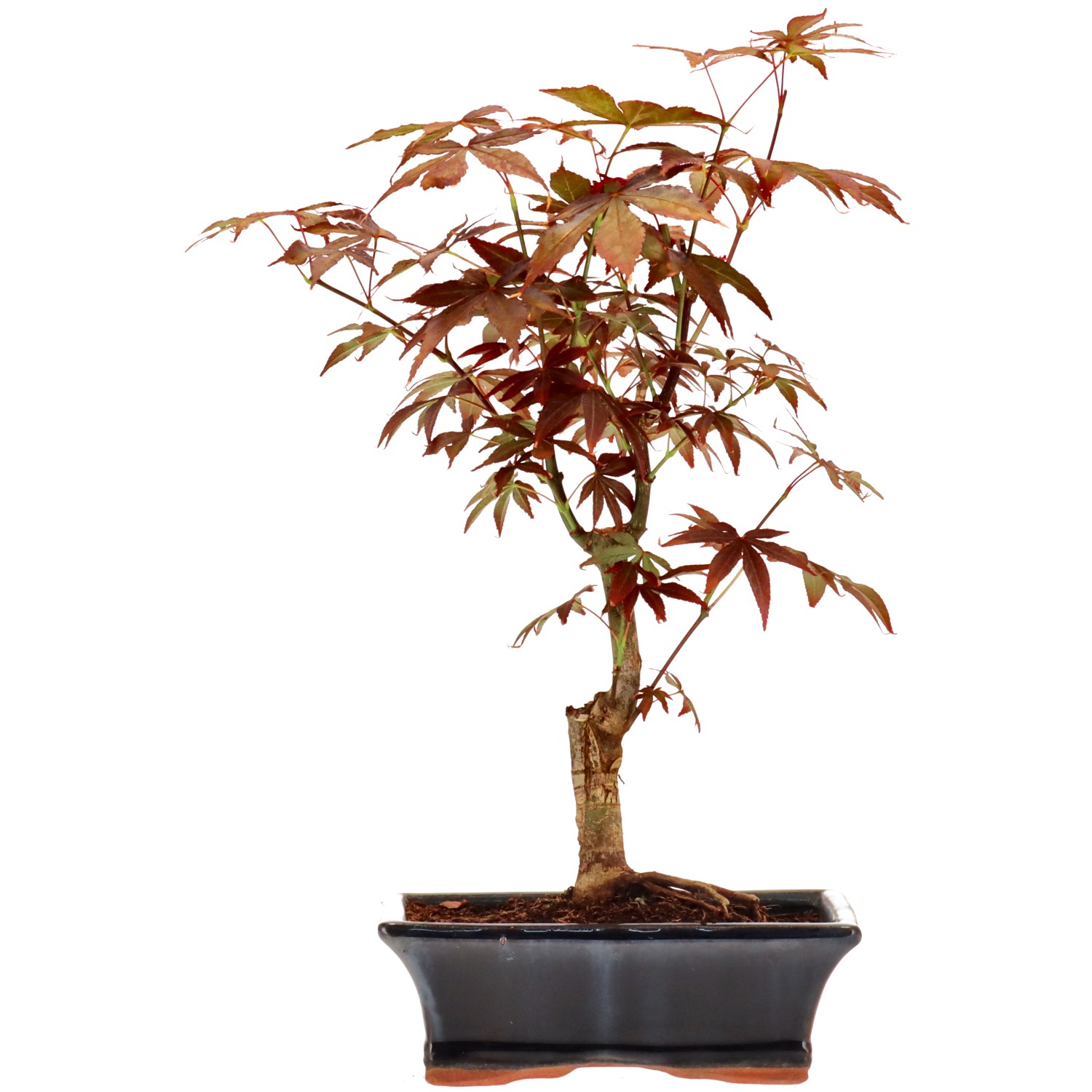 Érable du Japon (Atropurpureum), greffé, env. 9 ans (34 cm)