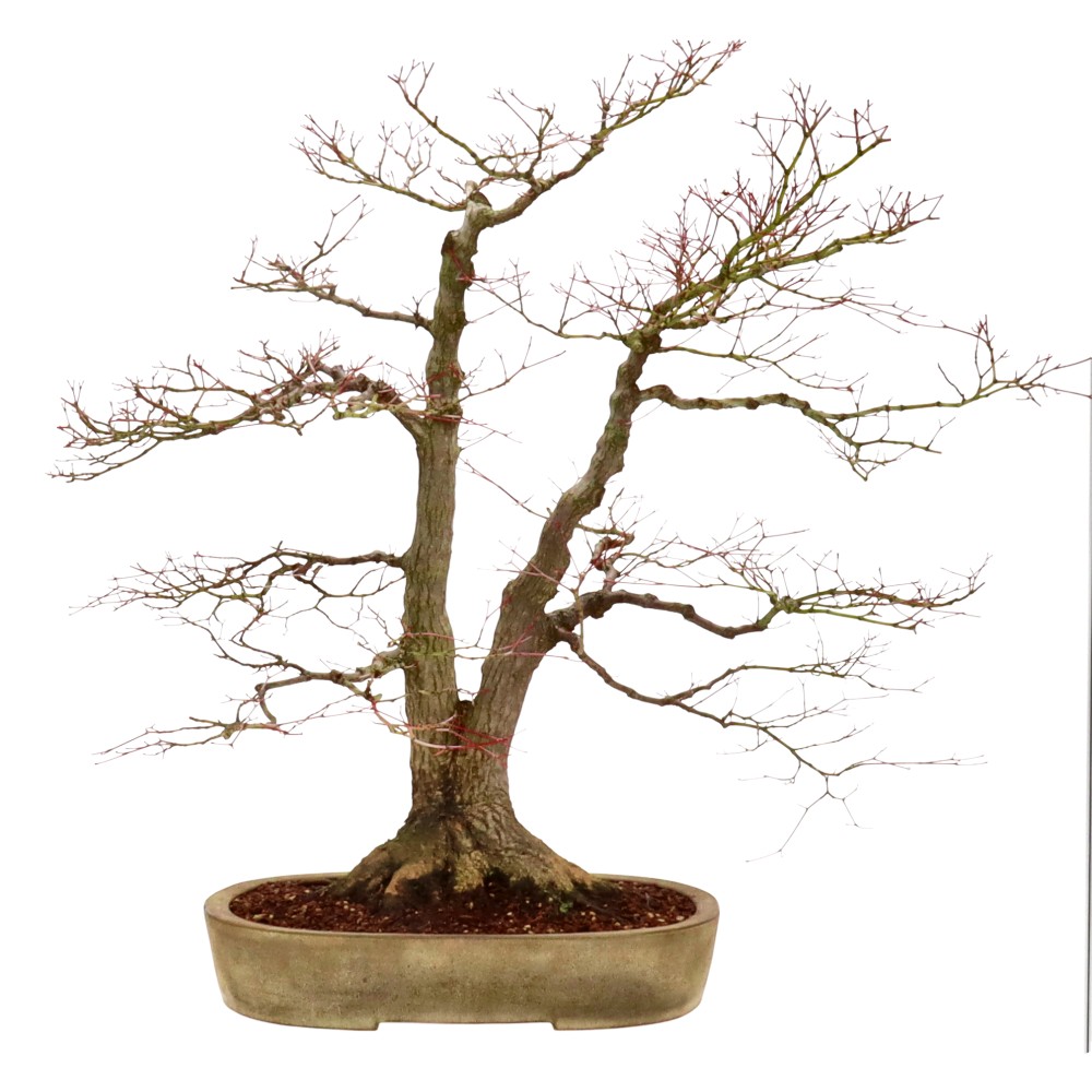 Jap. Fächerahorn, ca. 50 J. (70 cm) Jap. Fächerahorn, ca. 50 J. (70 cm)