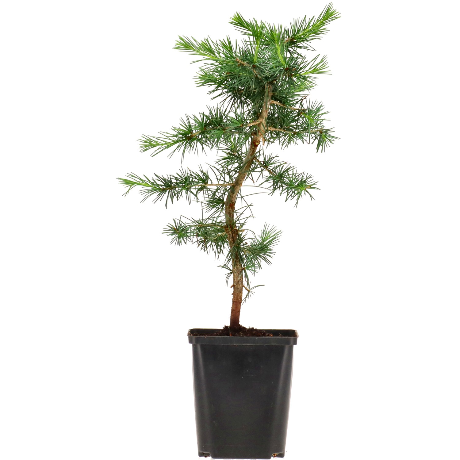 Atlas-Zeder, ca. 5 J. (35-50 cm)