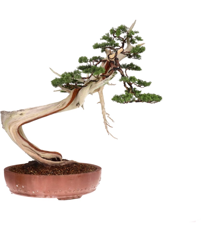 bonsai.fallbackImageTitle bonsai.fallbackImageTitle
