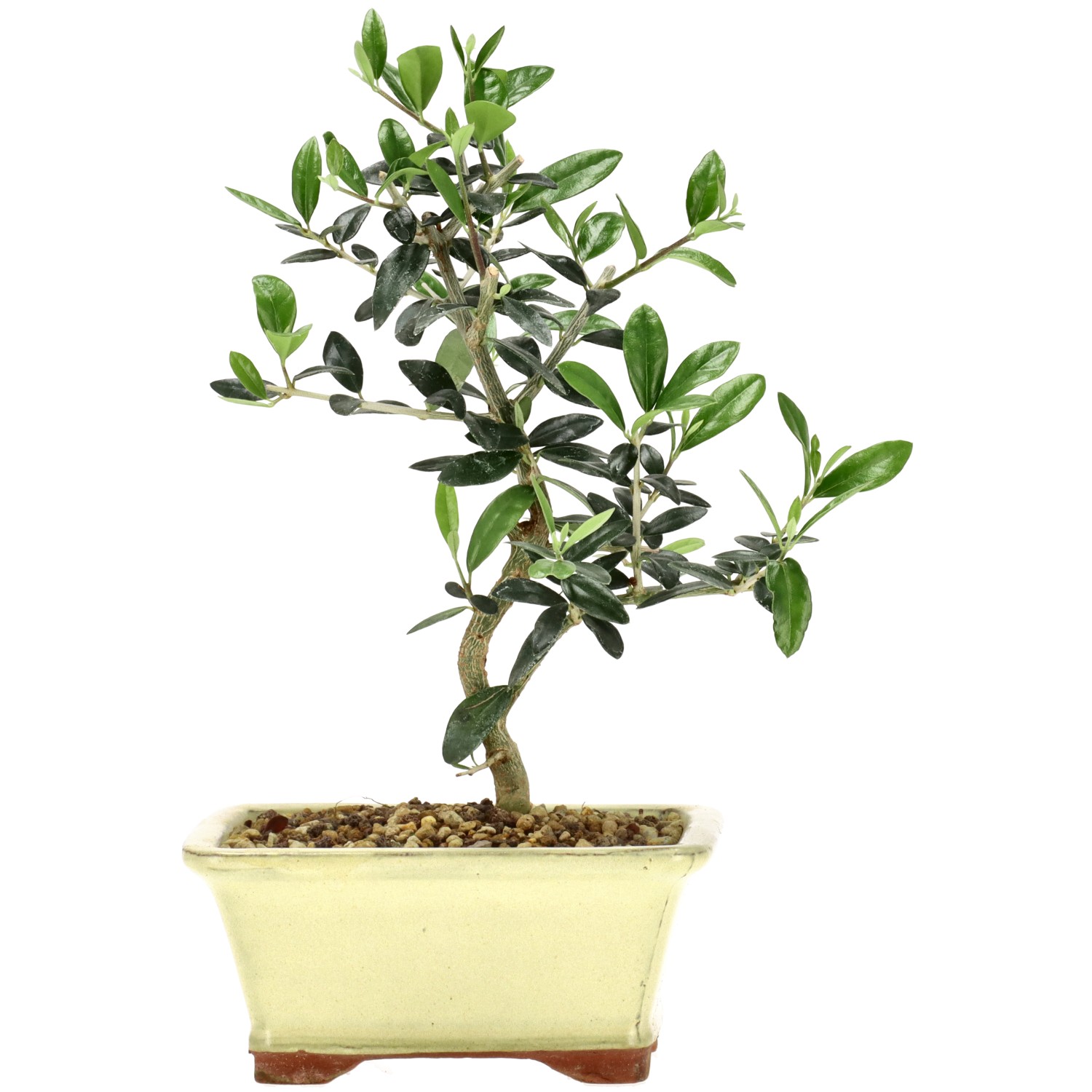 Wildolive, ca. 5 J. (23 cm)