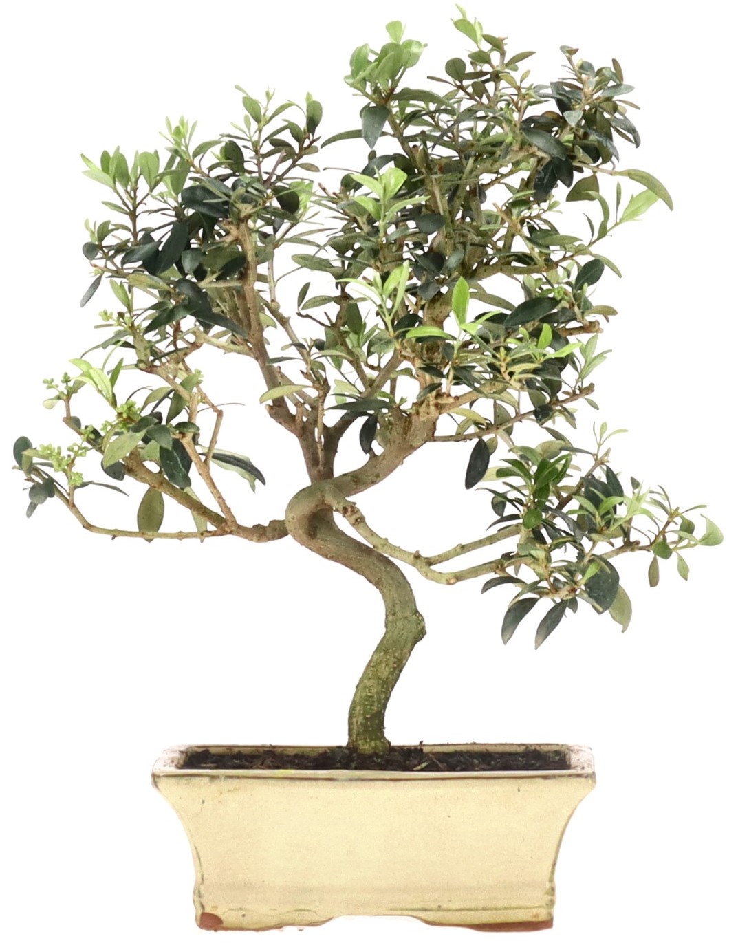[K010] Olive tree, approx. 10 years