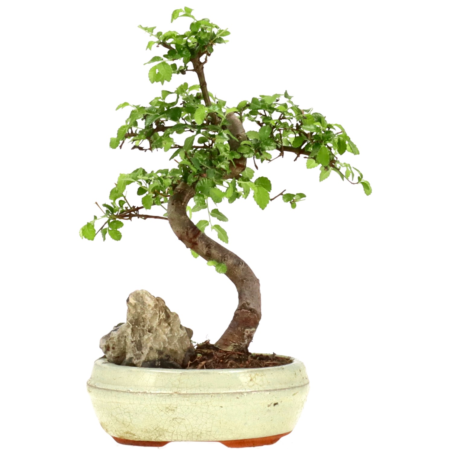 Olmo cinese, ca. 8 anni (24 cm)