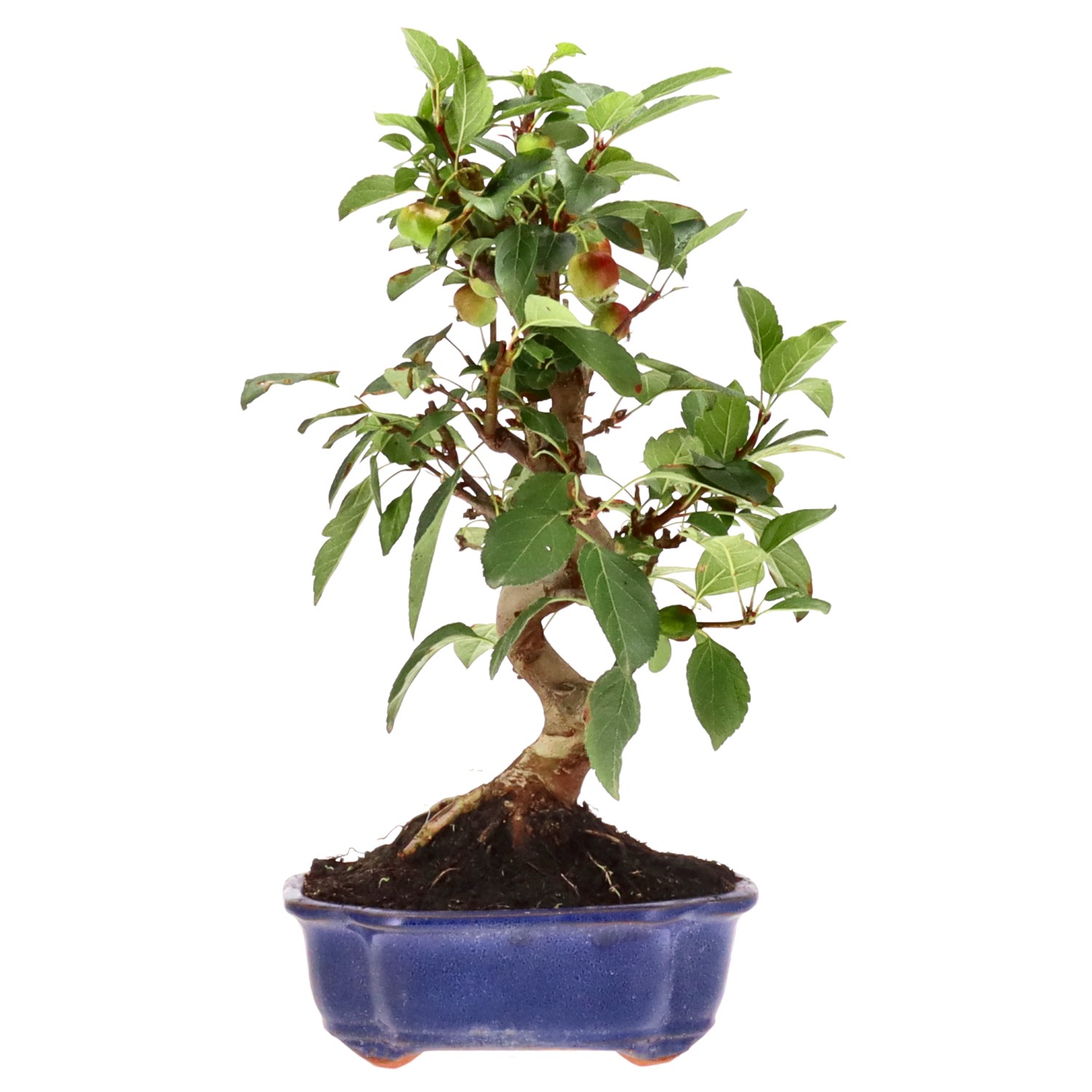 bonsai.fallbackImageTitle bonsai.fallbackImageTitle