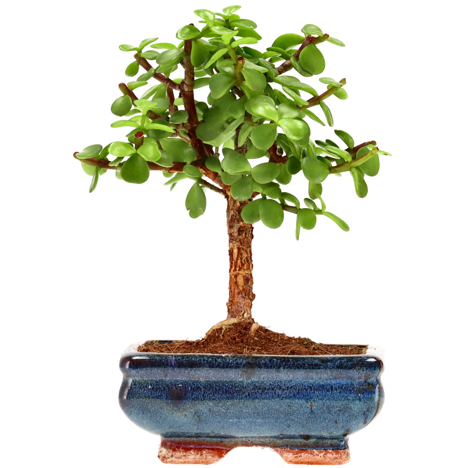 Jadebaum, ca. 7 J. (20 cm)