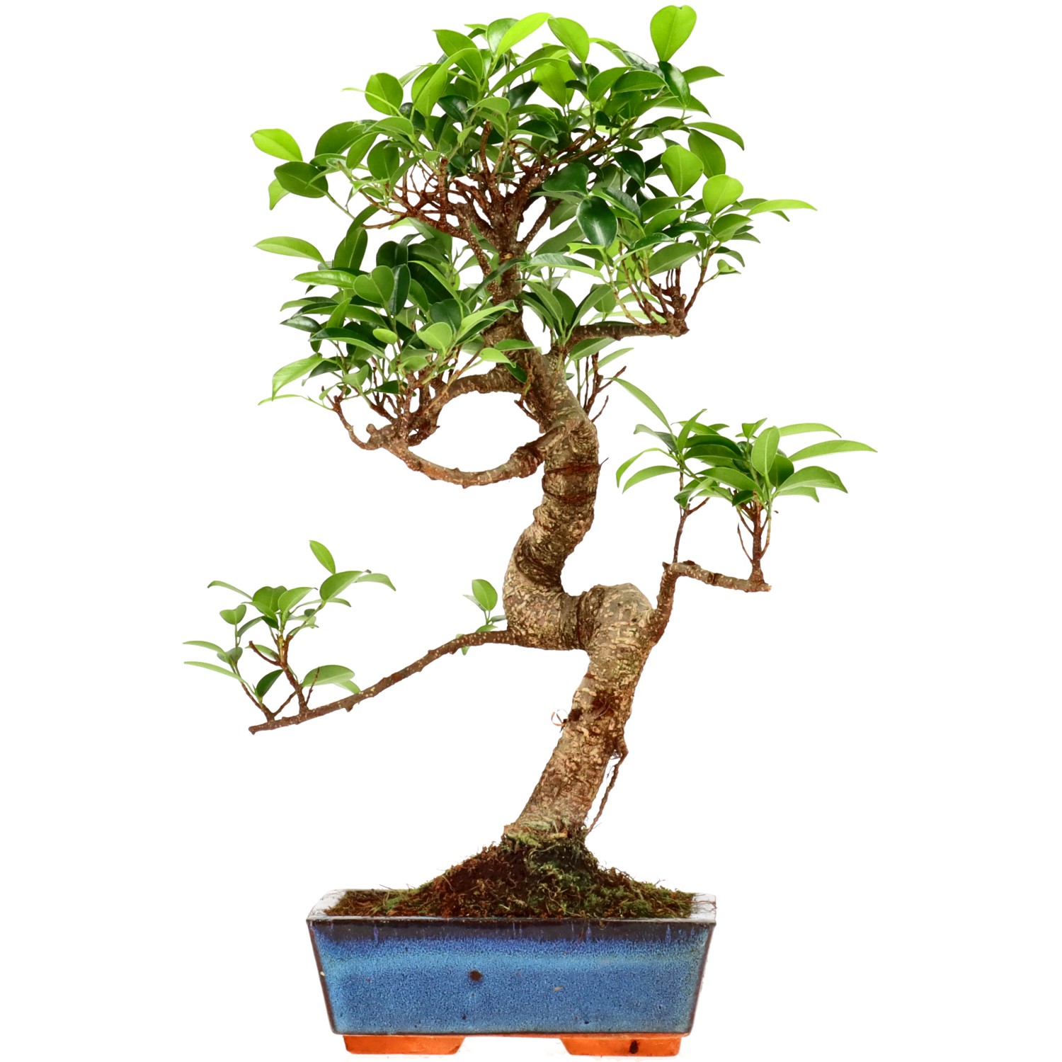 Ficus Retusa, ca. 9 anni (39 cm)