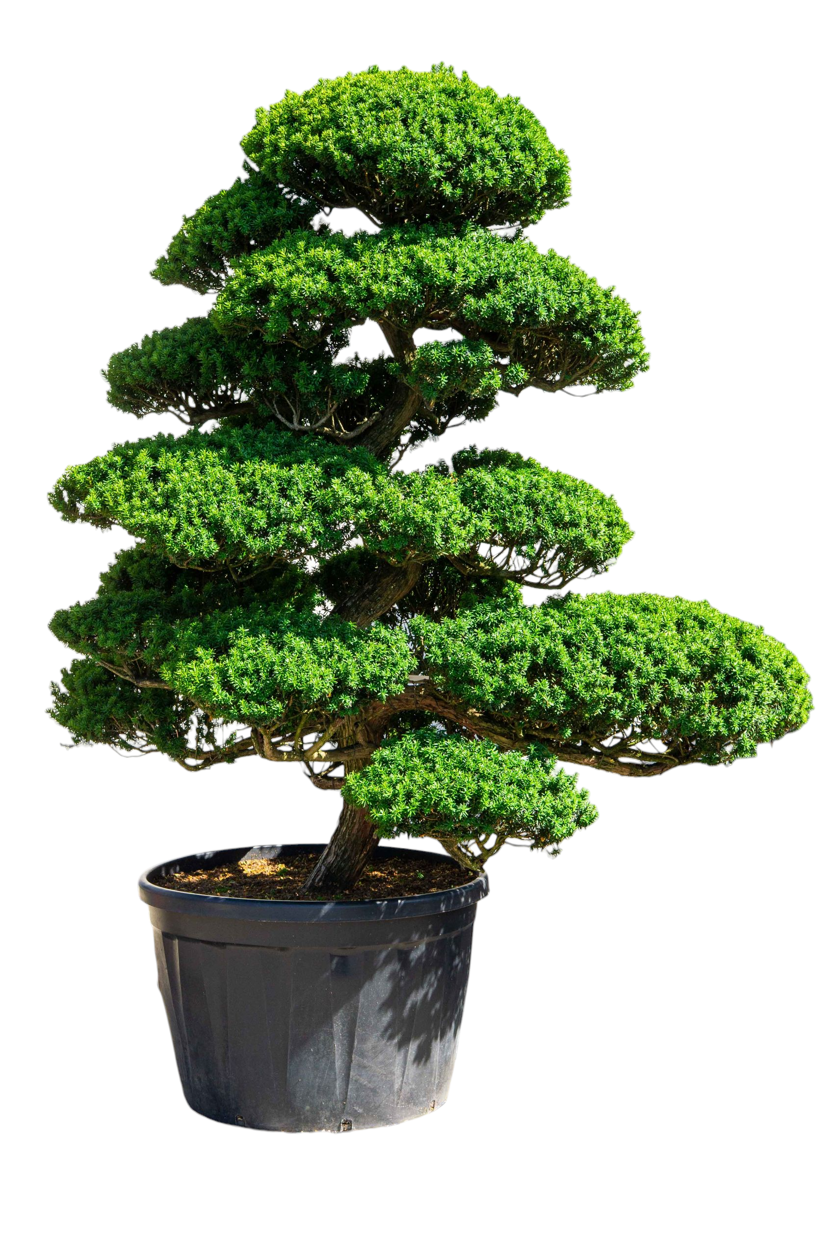 bonsai.fallbackImageTitle