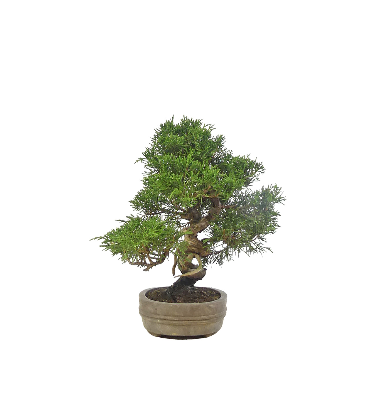bonsai.fallbackImageTitle bonsai.fallbackImageTitle