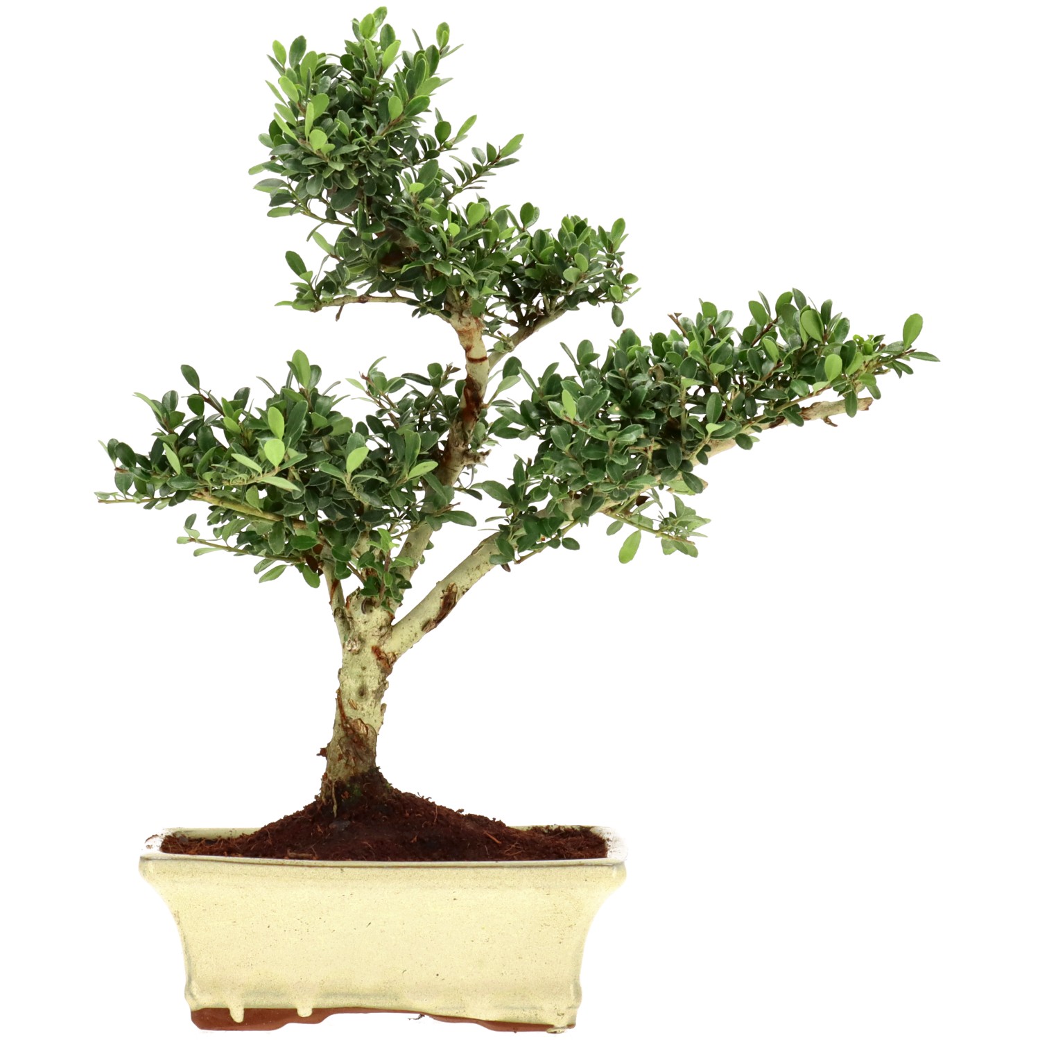 Jap. Stechpalme, ca. 9 J. (32 cm)