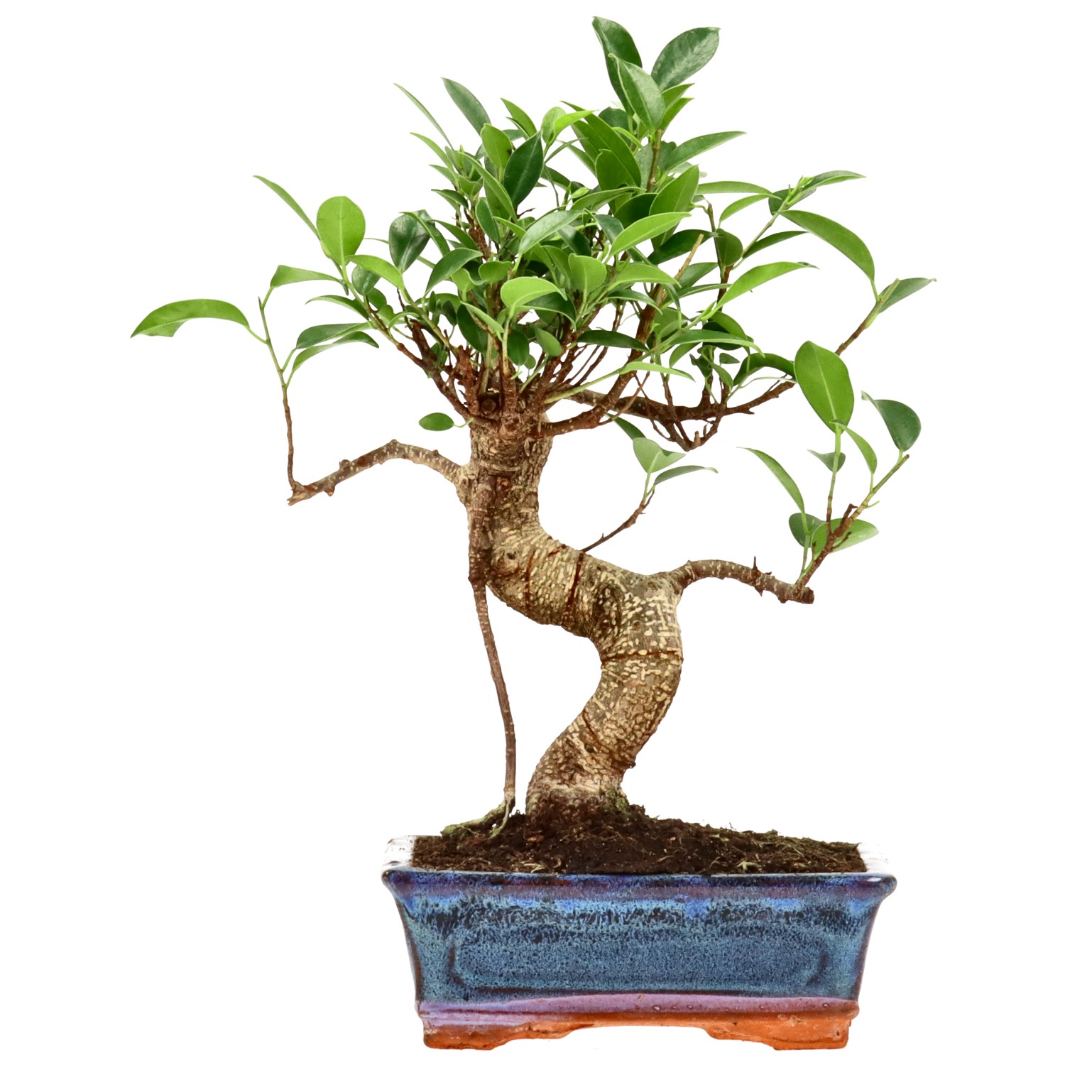 Chin. Feigenbaum (Retusa), ca. 9 J. (29 cm)