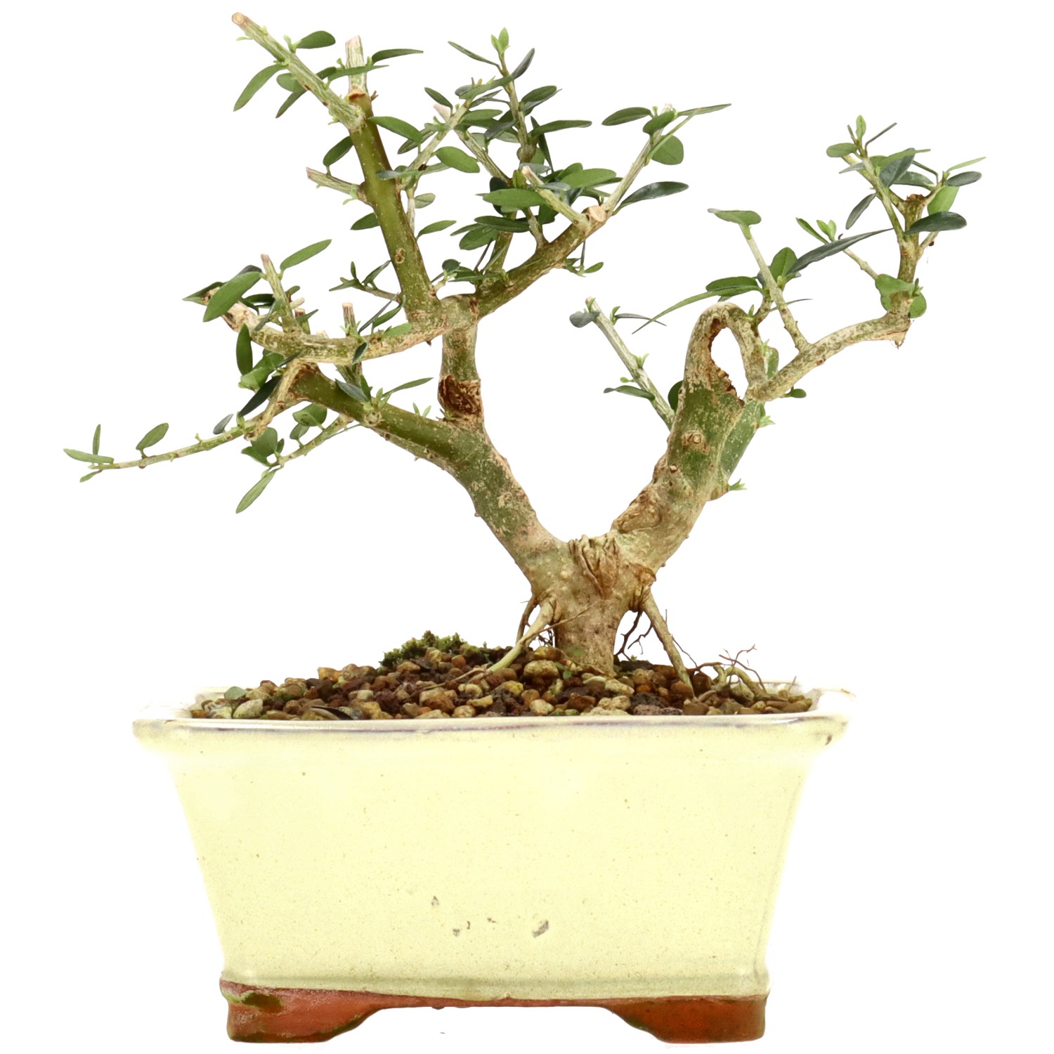 Wildolive, ca. 5 J. (16 cm)