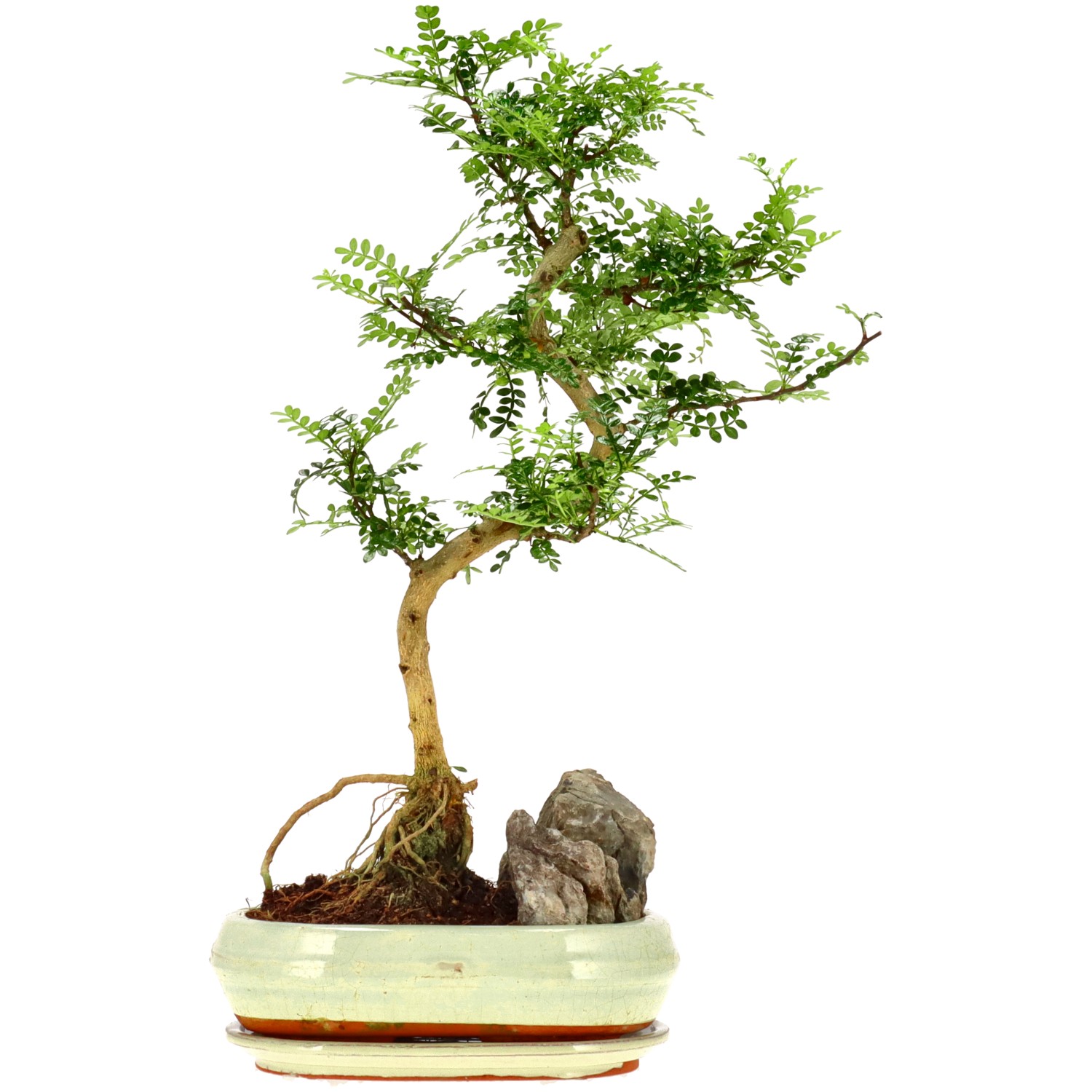 Pepe di Sichuan, ca. 12 anni (51 cm)