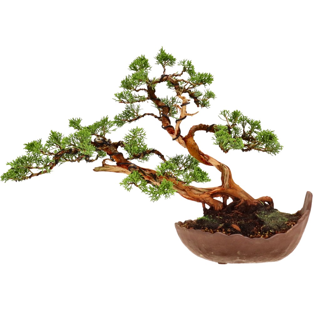 bonsai.fallbackImageTitle bonsai.fallbackImageTitle