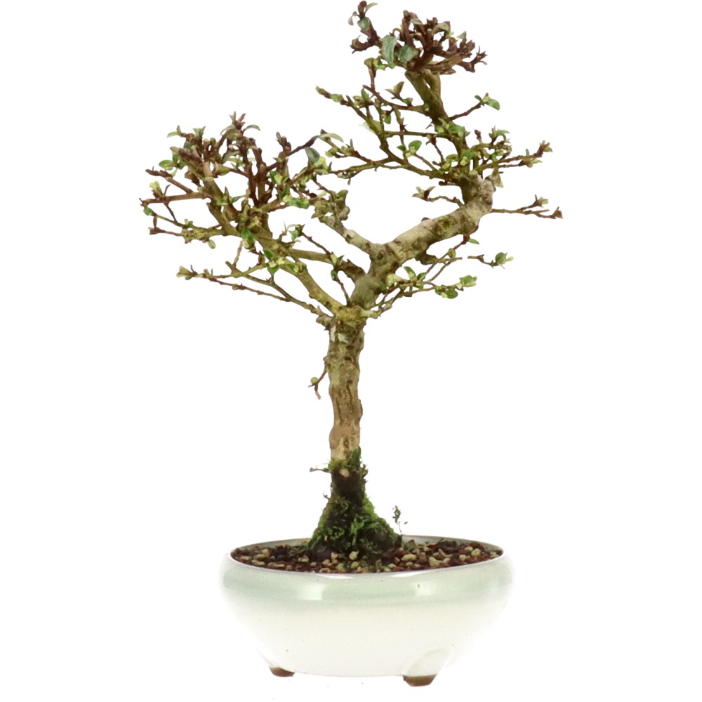 Elaeagnus pungens, ca. 10 anni (28 cm)
