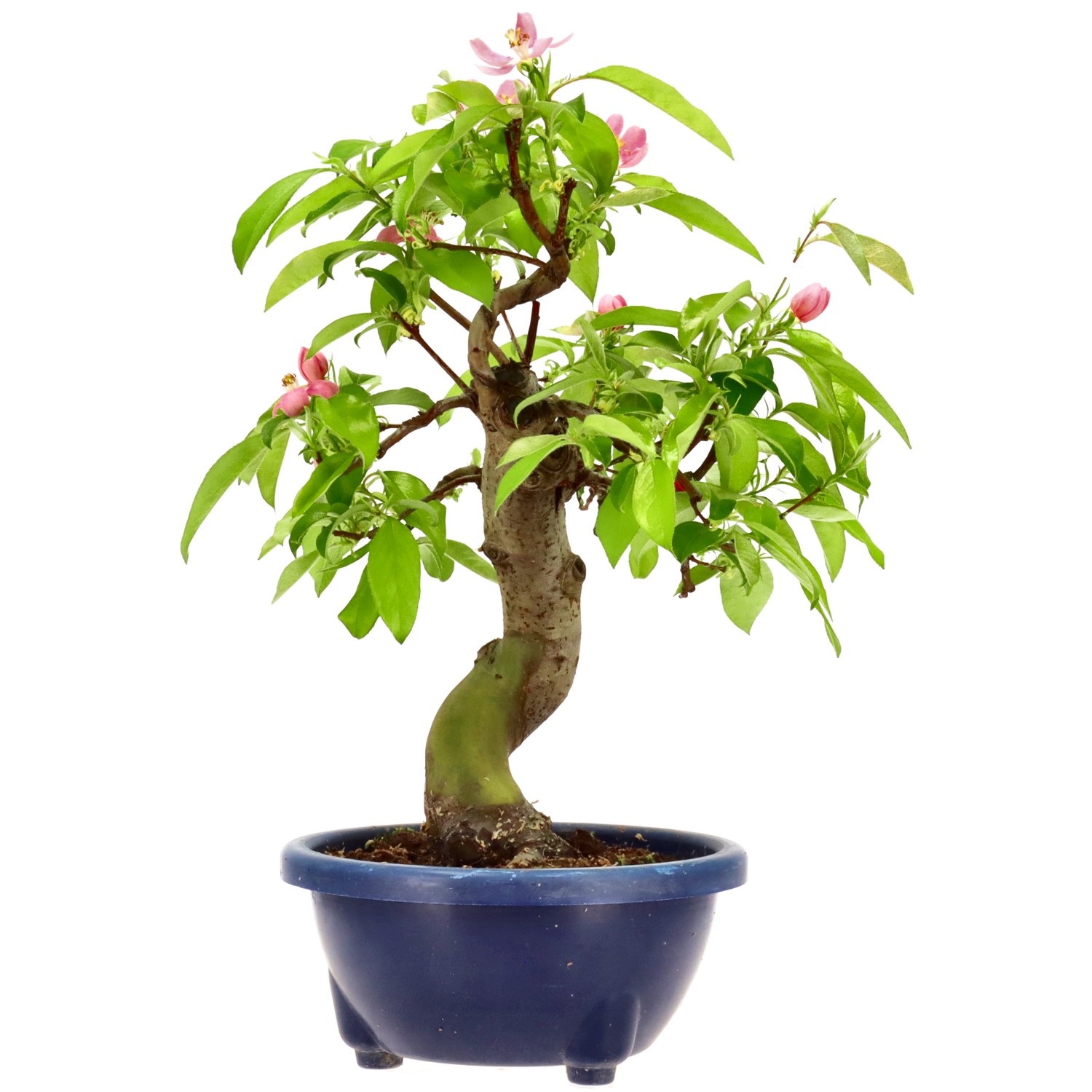 Chin. Quitte, ca. 16 J. (35 cm)